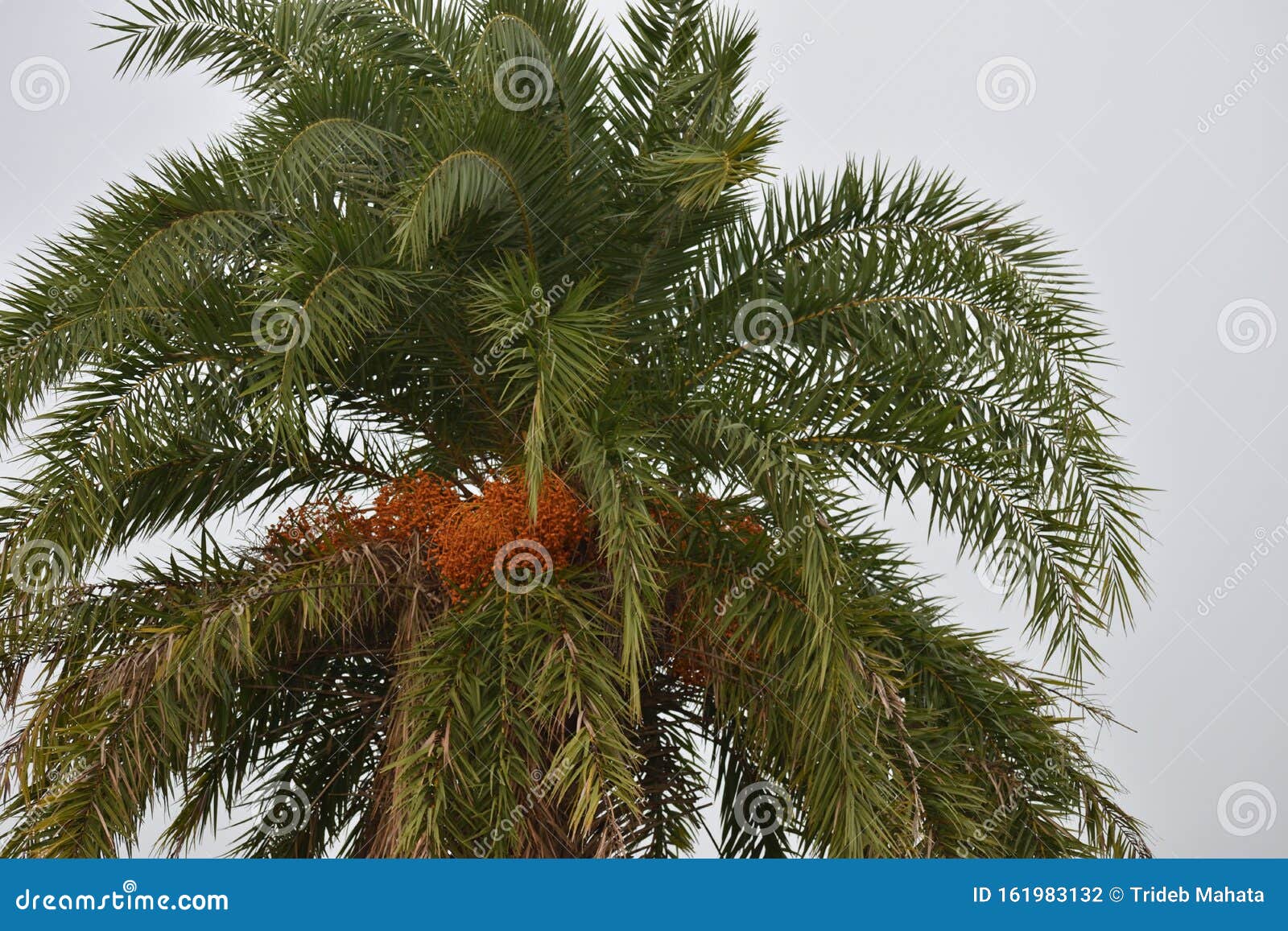Palm tree fruit india