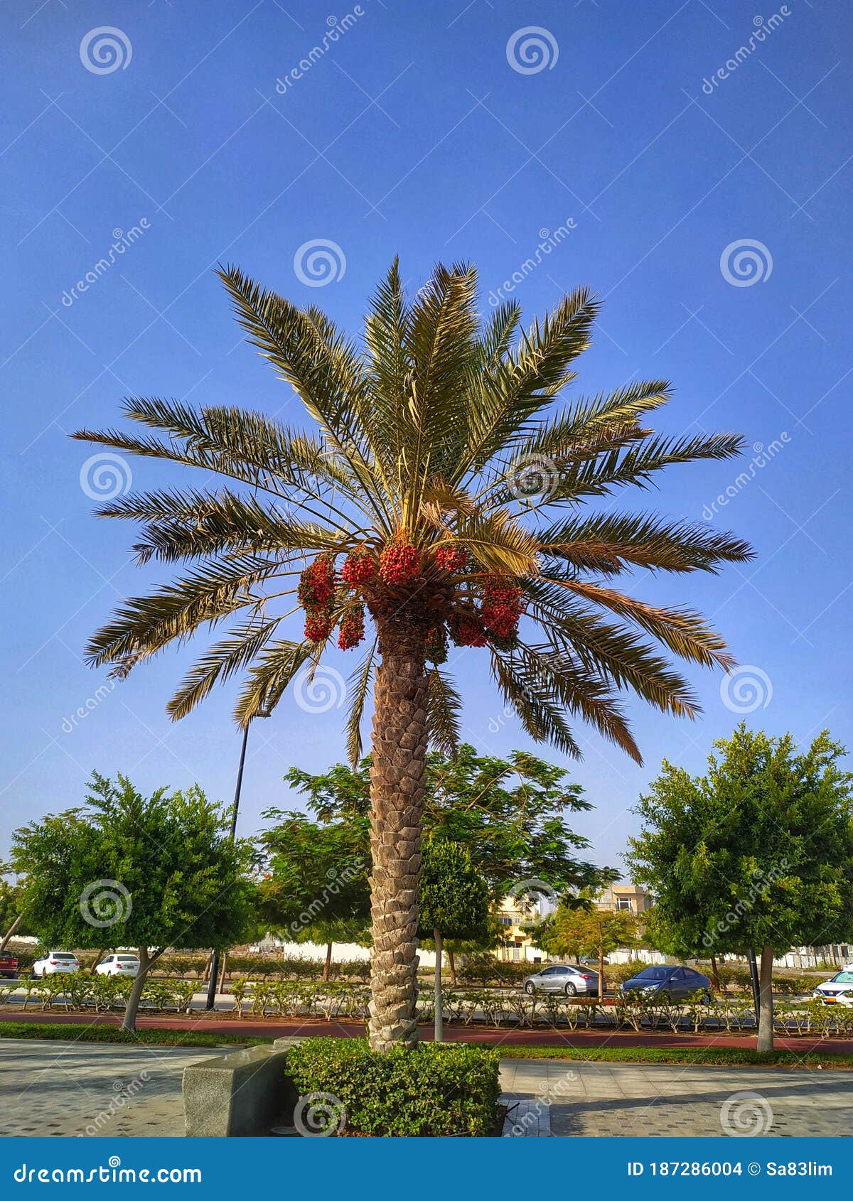 Date Palm at Seeb Beach Park, Muscat, Oman Stock Photo - Image of road ...