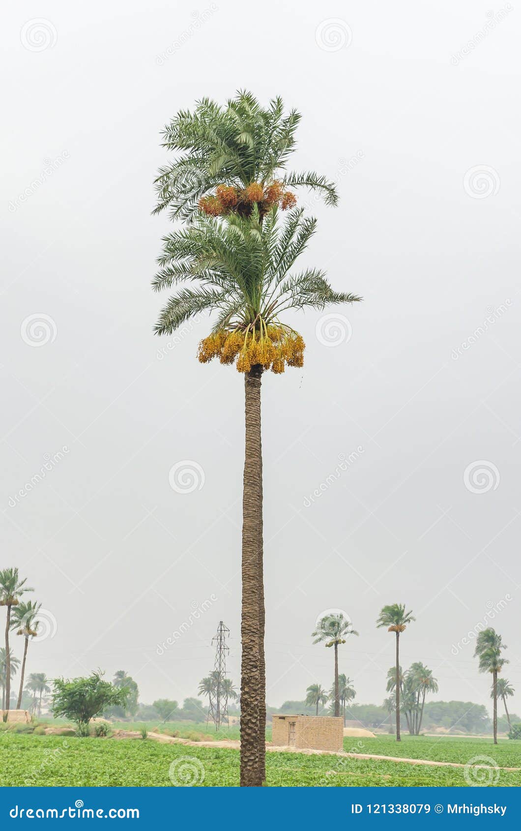 Date Palm Tree Bearing Fruit Stock Image Image of field, date 121338079