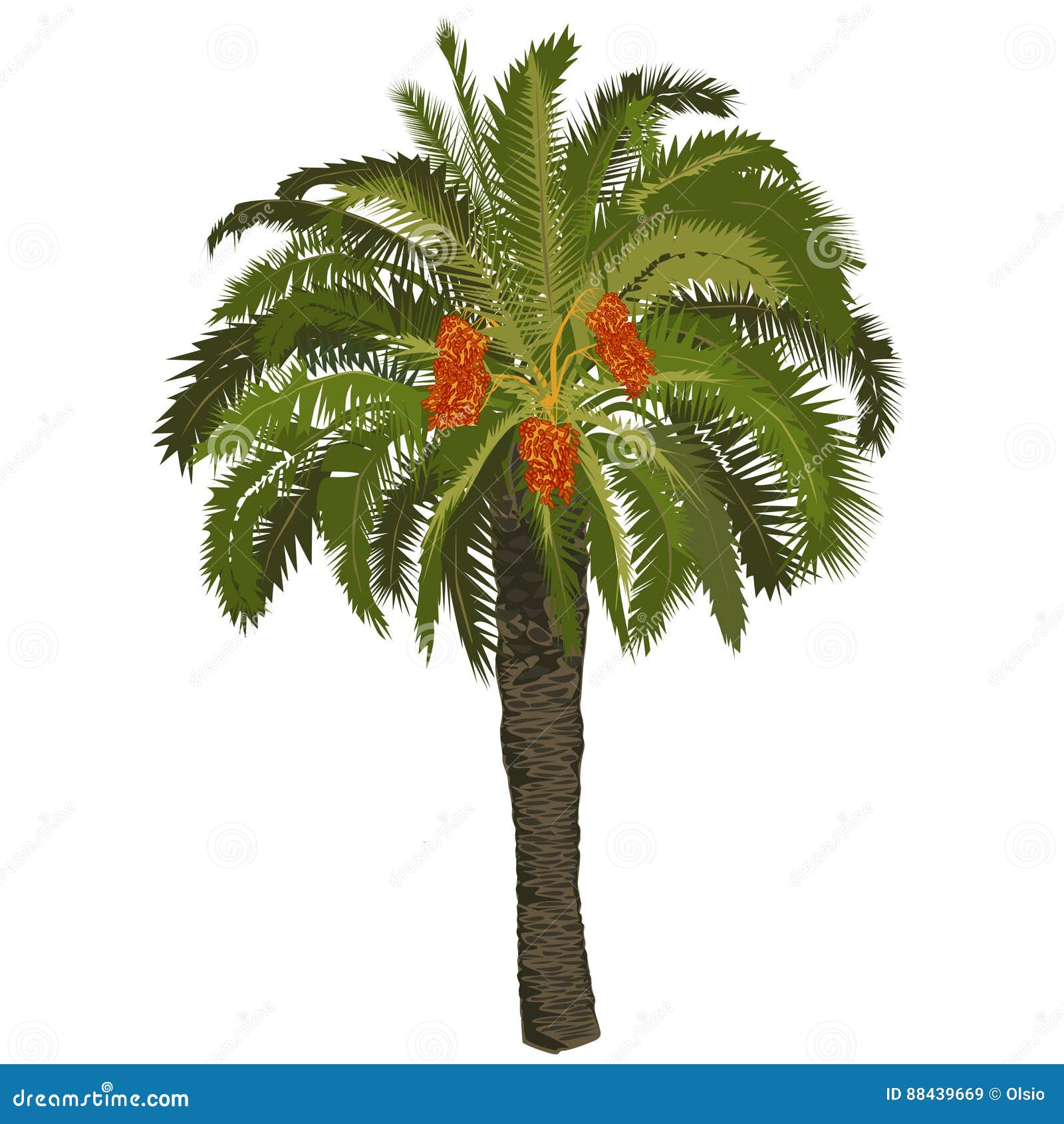 Date Palm Tree With Fruits Stock Vector Illustration Of Decoration date-palm-tree-with-fruits-stock-vector-illustration-of-decoration