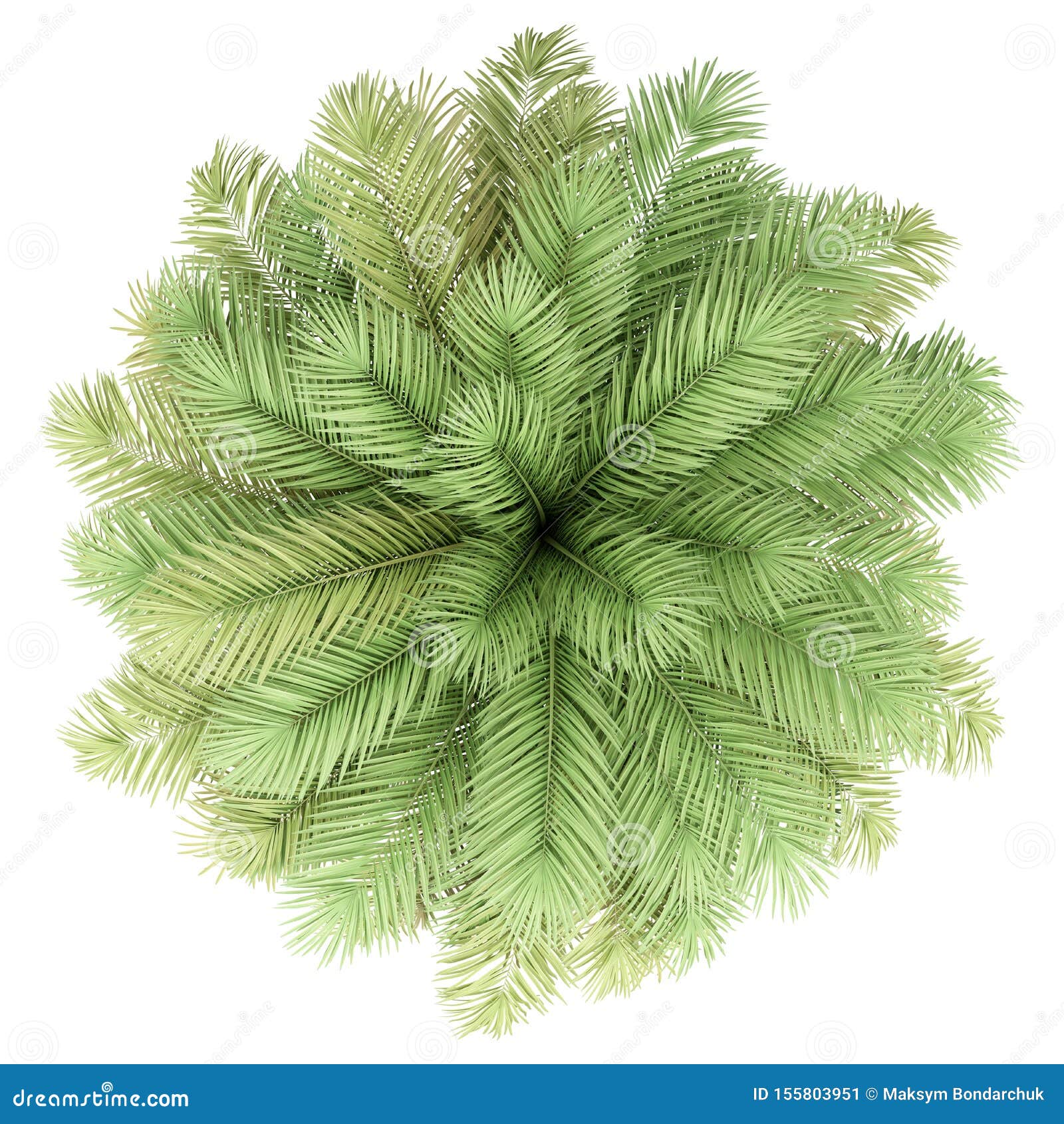 Date Palm Tree Isolated On White Top View Stock Illustration