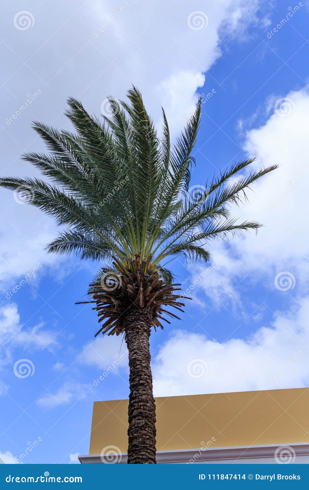 Date Palm Tree in Curacao Sky Stock Photo - Image of curacao, palm ...