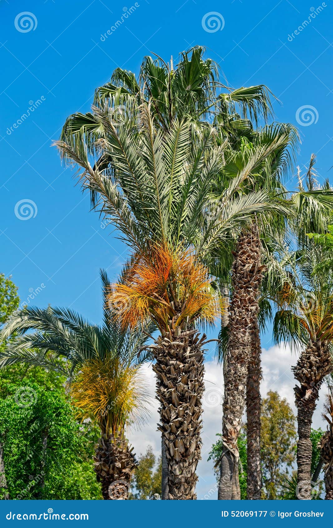 Date palm trees stock image. Image of fruit, branch, yellow - 52069177