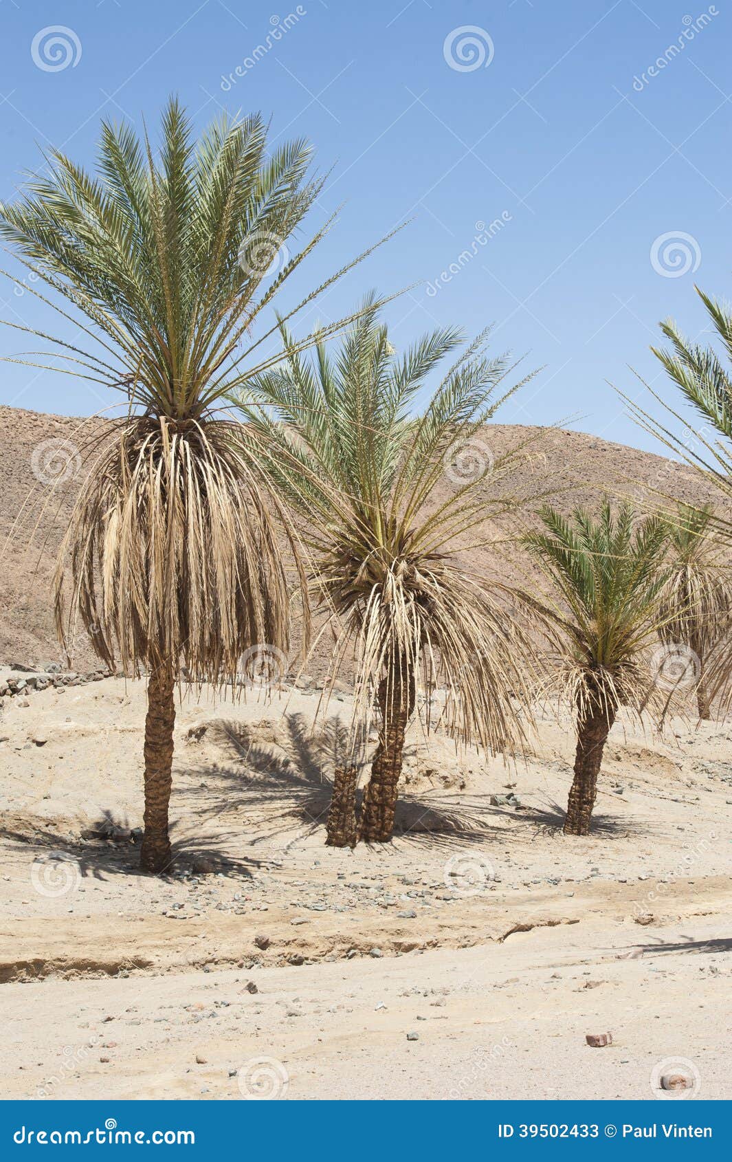 Date Palm Trees in a Desert Valley Stock Image  Image of leaf, blue