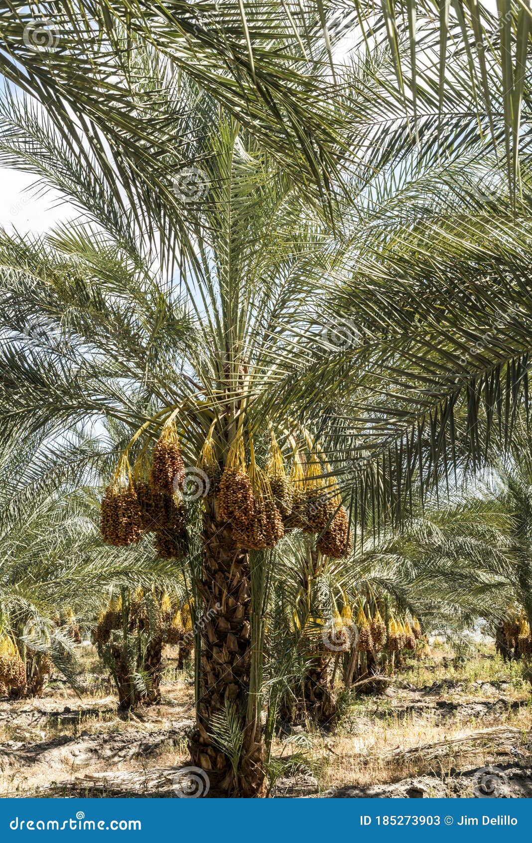 date trees on a farm in indio california