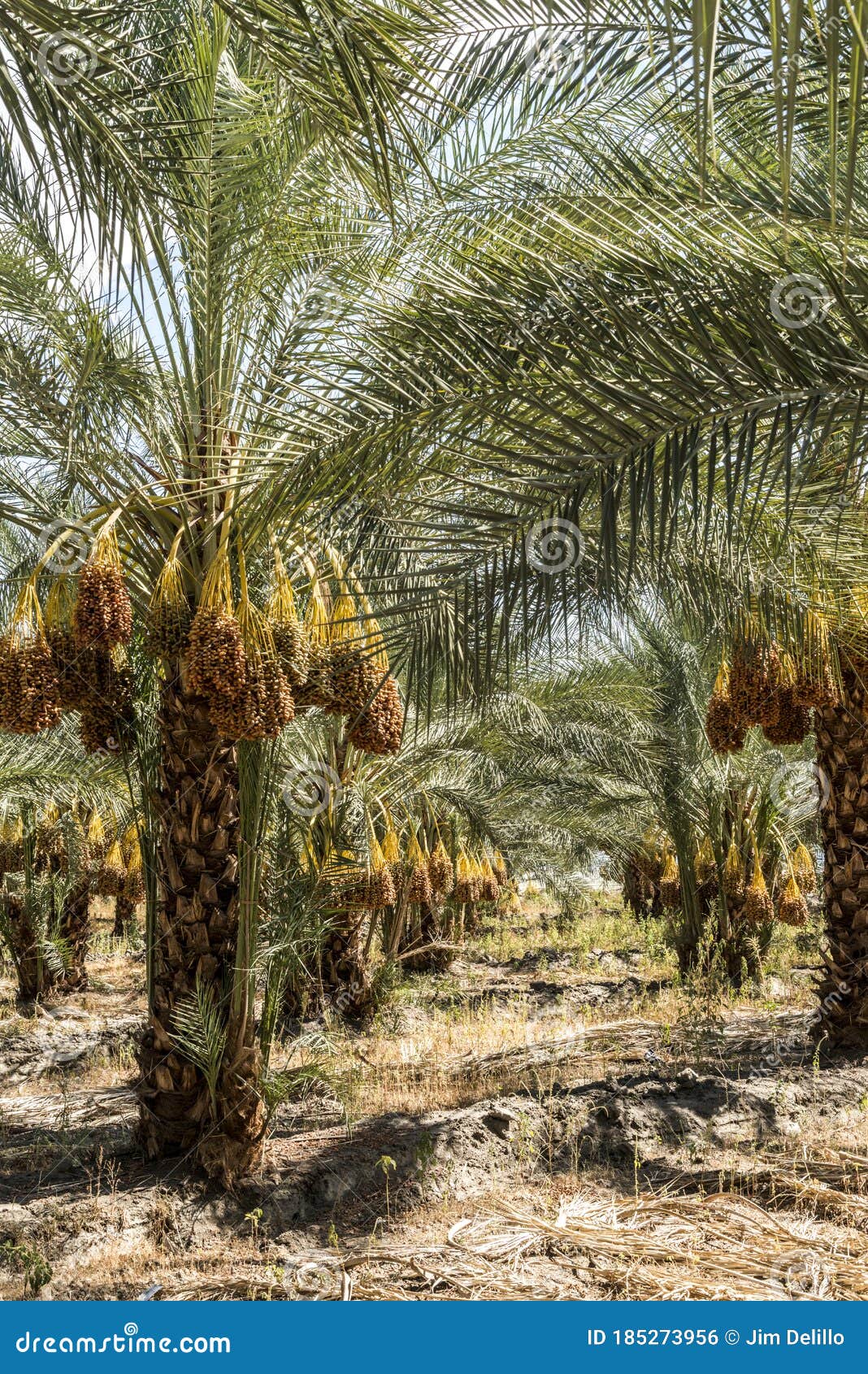 date trees on a farm in indio california