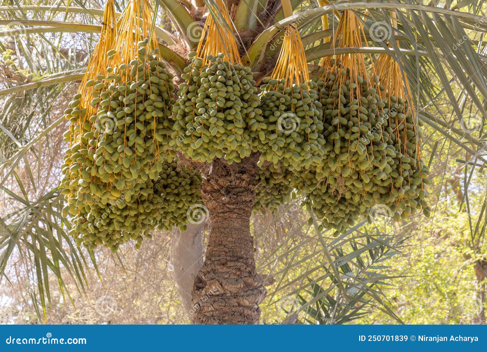 Dates fruit tree stock image. Image of plantation, bunch 250701839