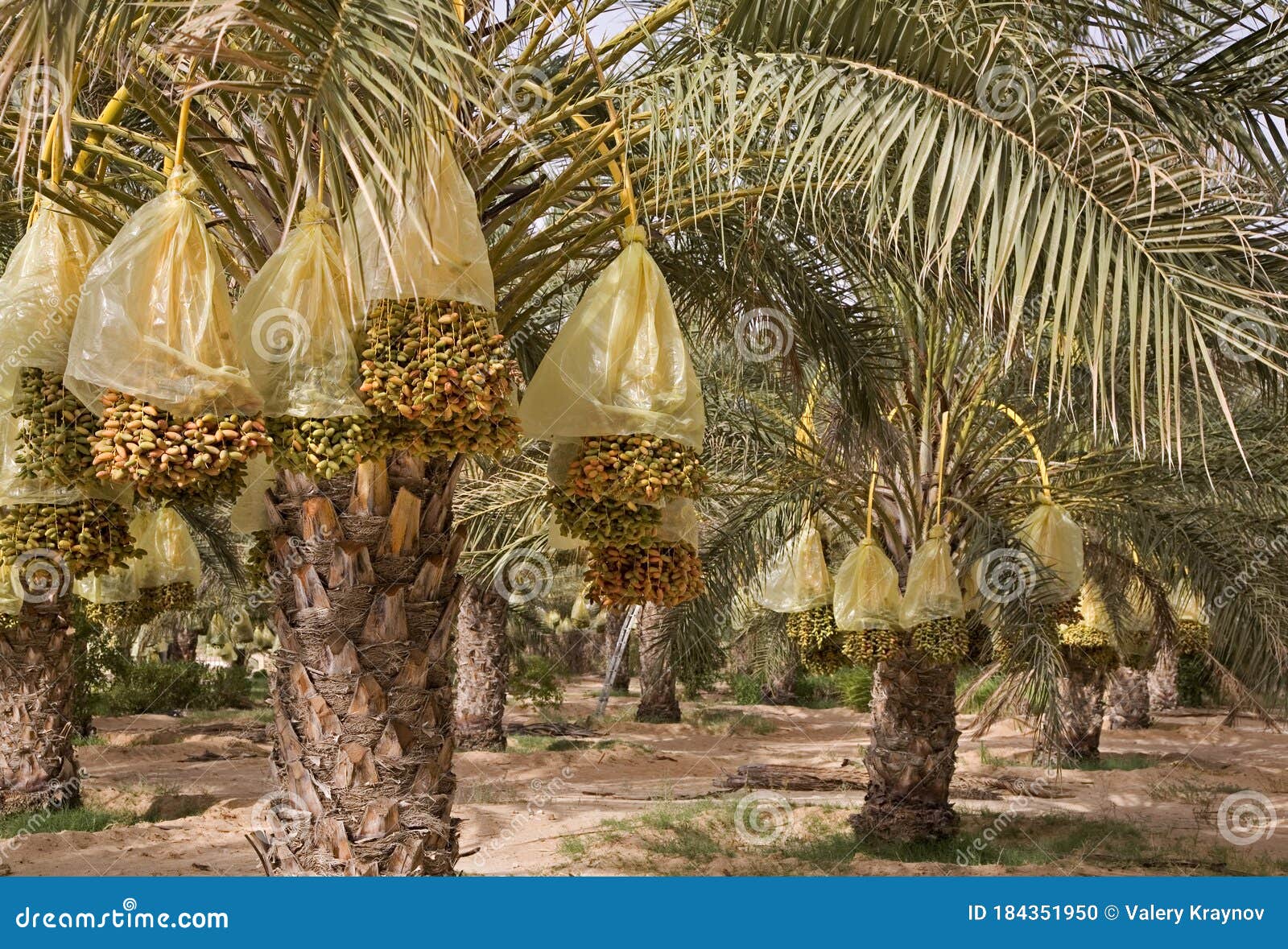 Dates are Growing on a Palm Trees Stock Photo Image of fruits, travel