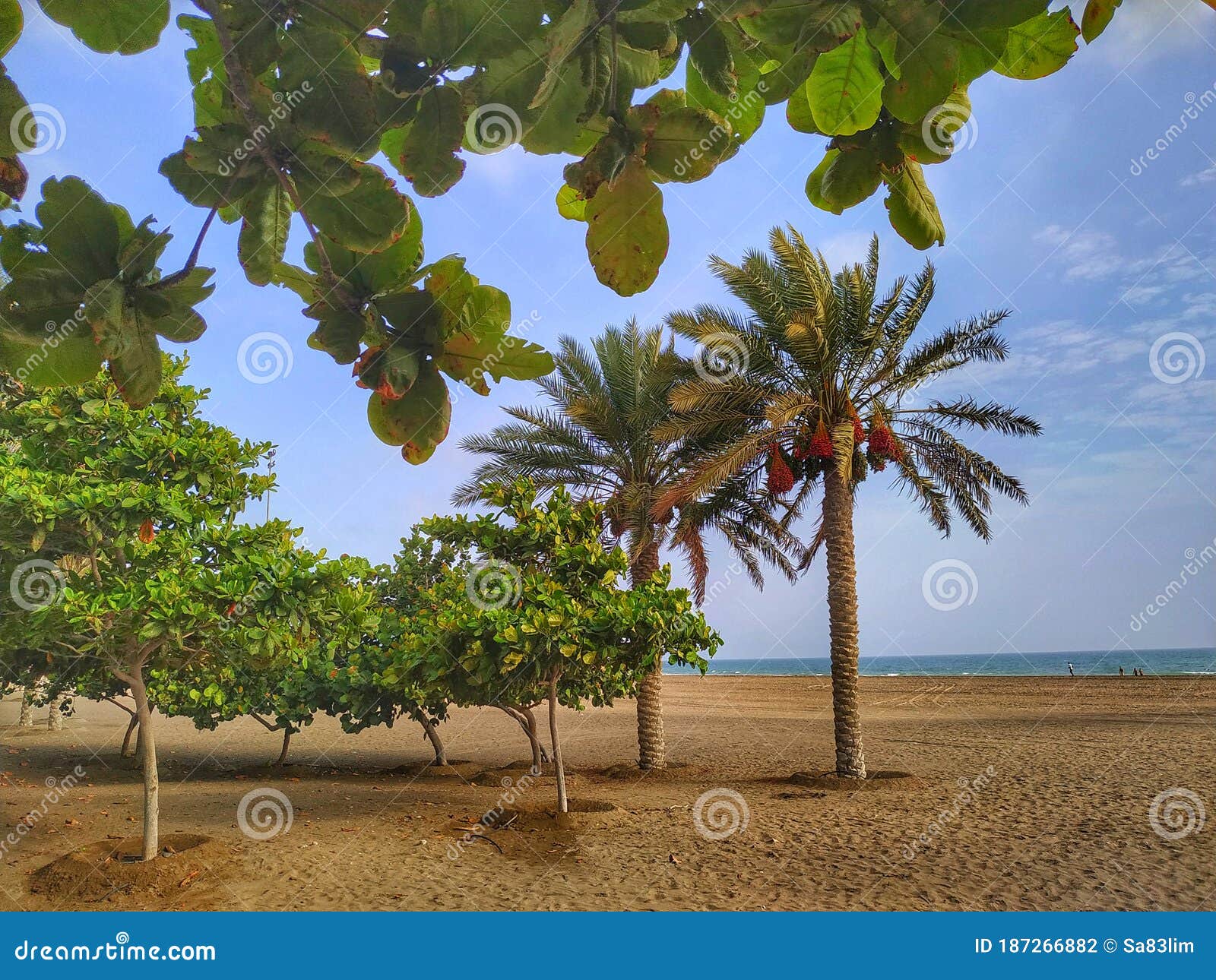 dates palms at seeb beach park, muscat oman