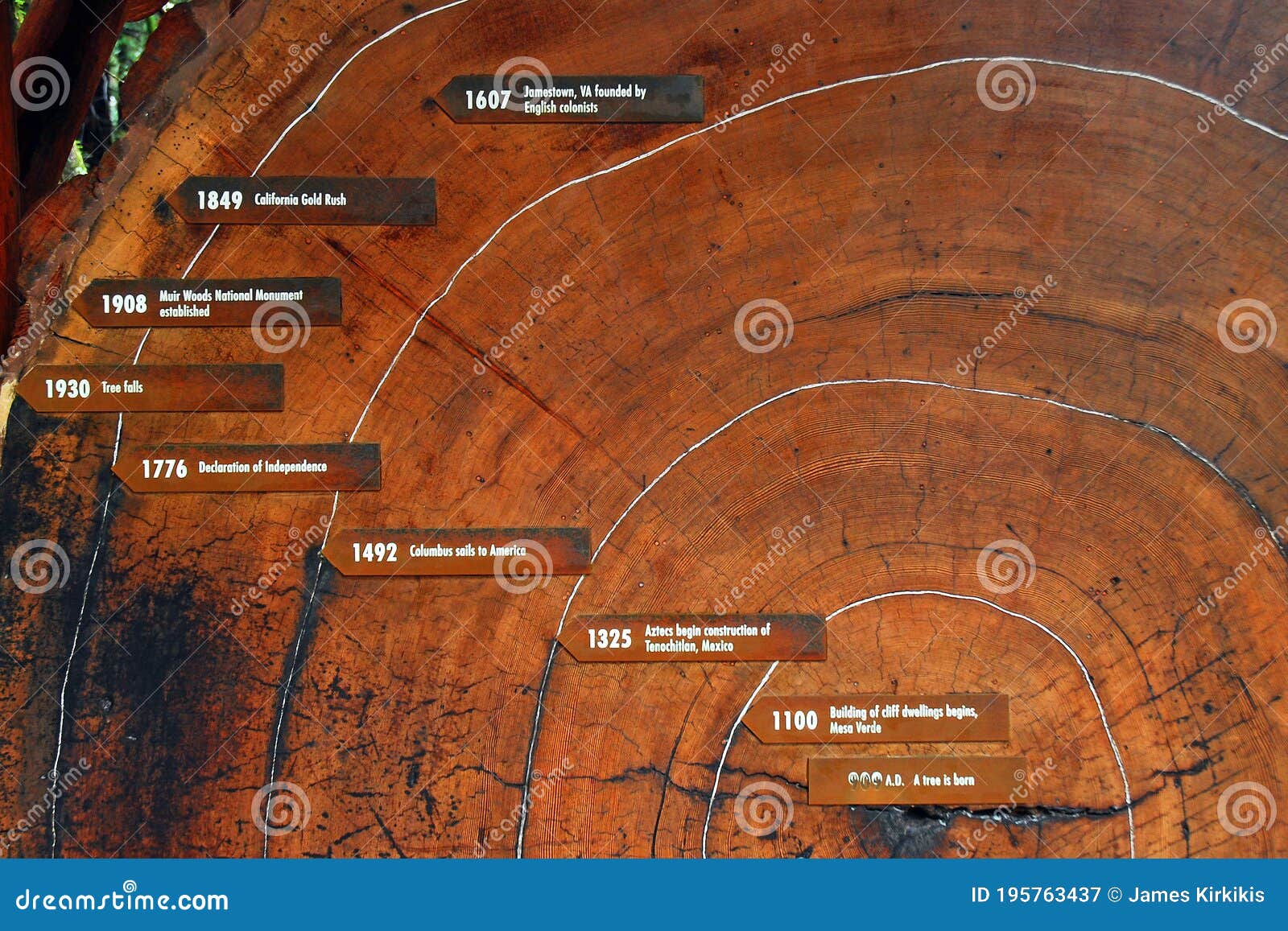 Dates are Placed on the Rings of a Fallen Redwood Editorial Photography