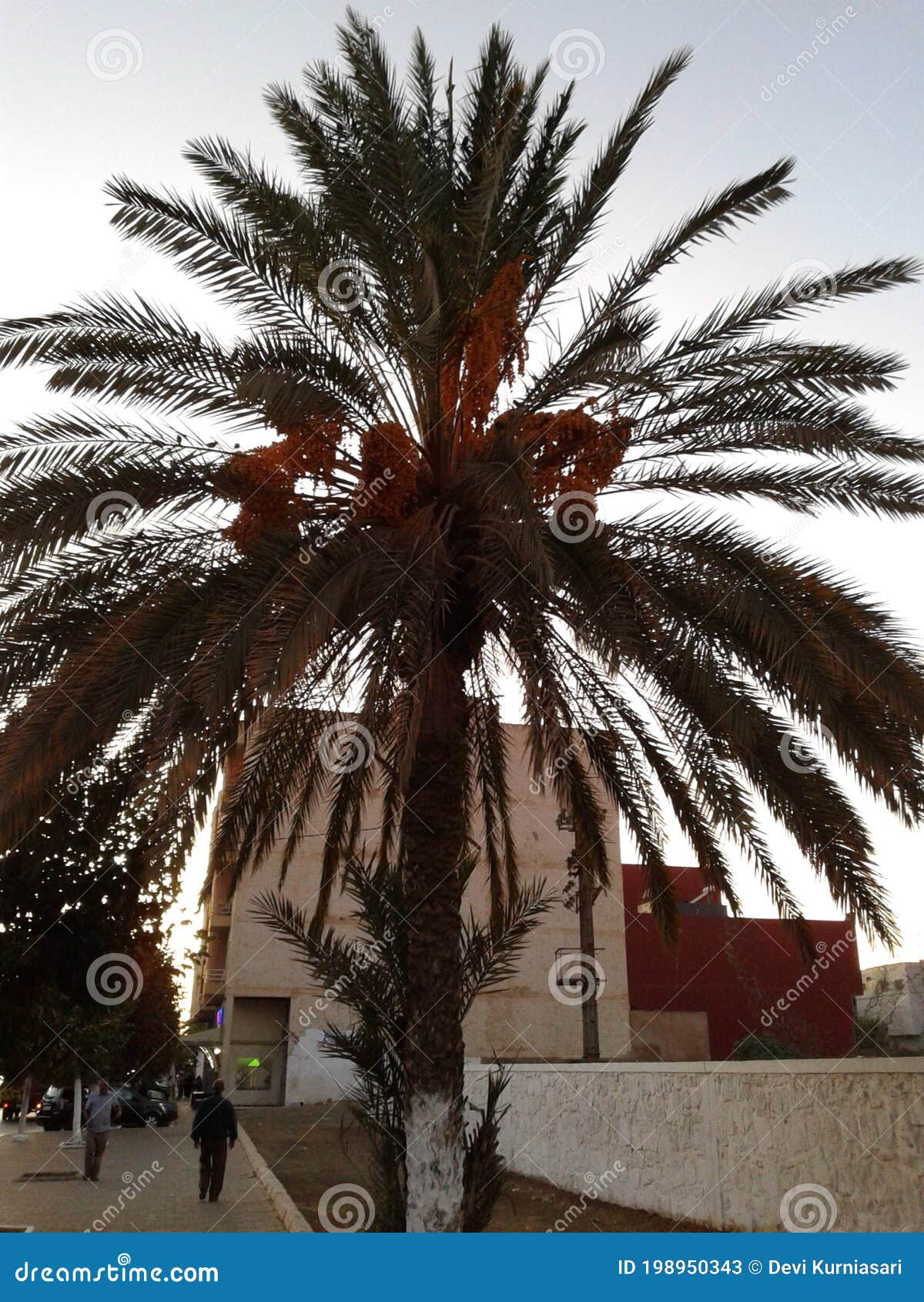 Dates Tree in Khemisset Morocco Editorial Stock Photo Image of flower