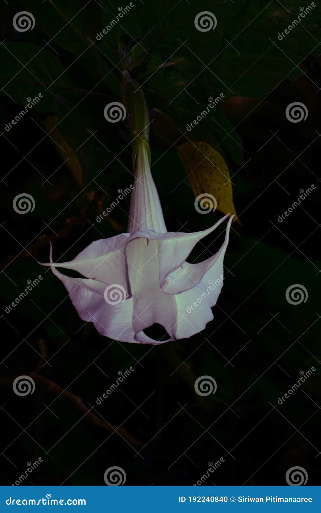 datura, erba del diavolo flowers , 