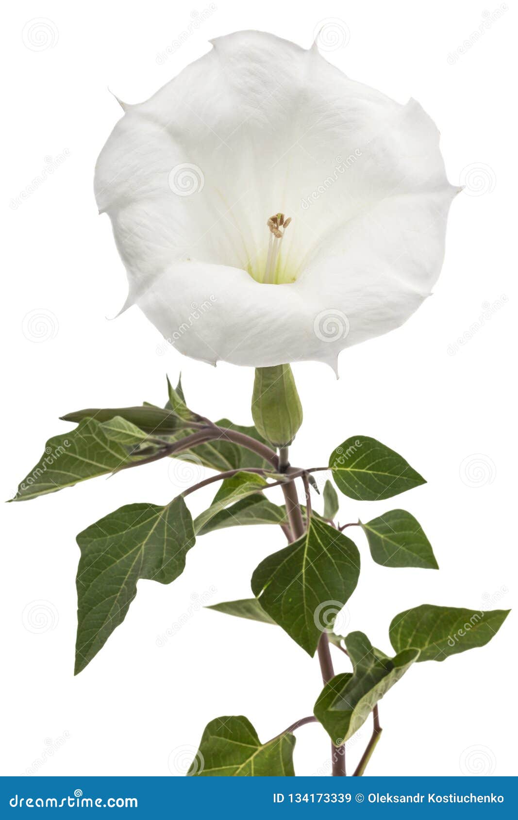 datura flower, dope, stramonium, thorn-apple, jimsonweed,  on white background