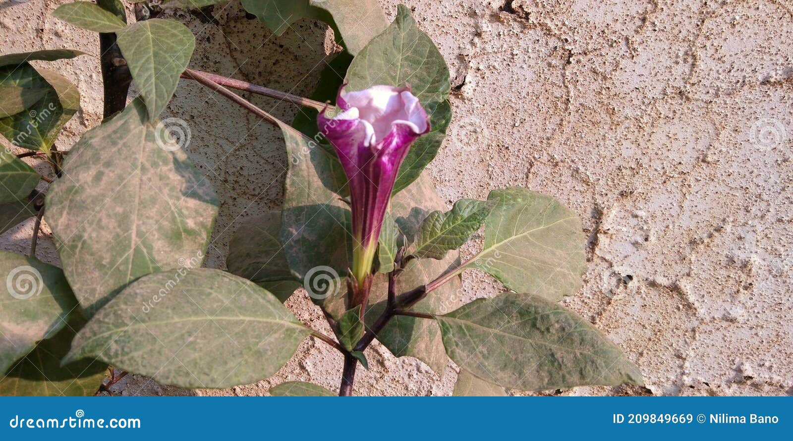 Datura Datura Plante De Fleur Violette De Métal Toxique En Inde Image stock  - Image du fortement, poison: 209849669