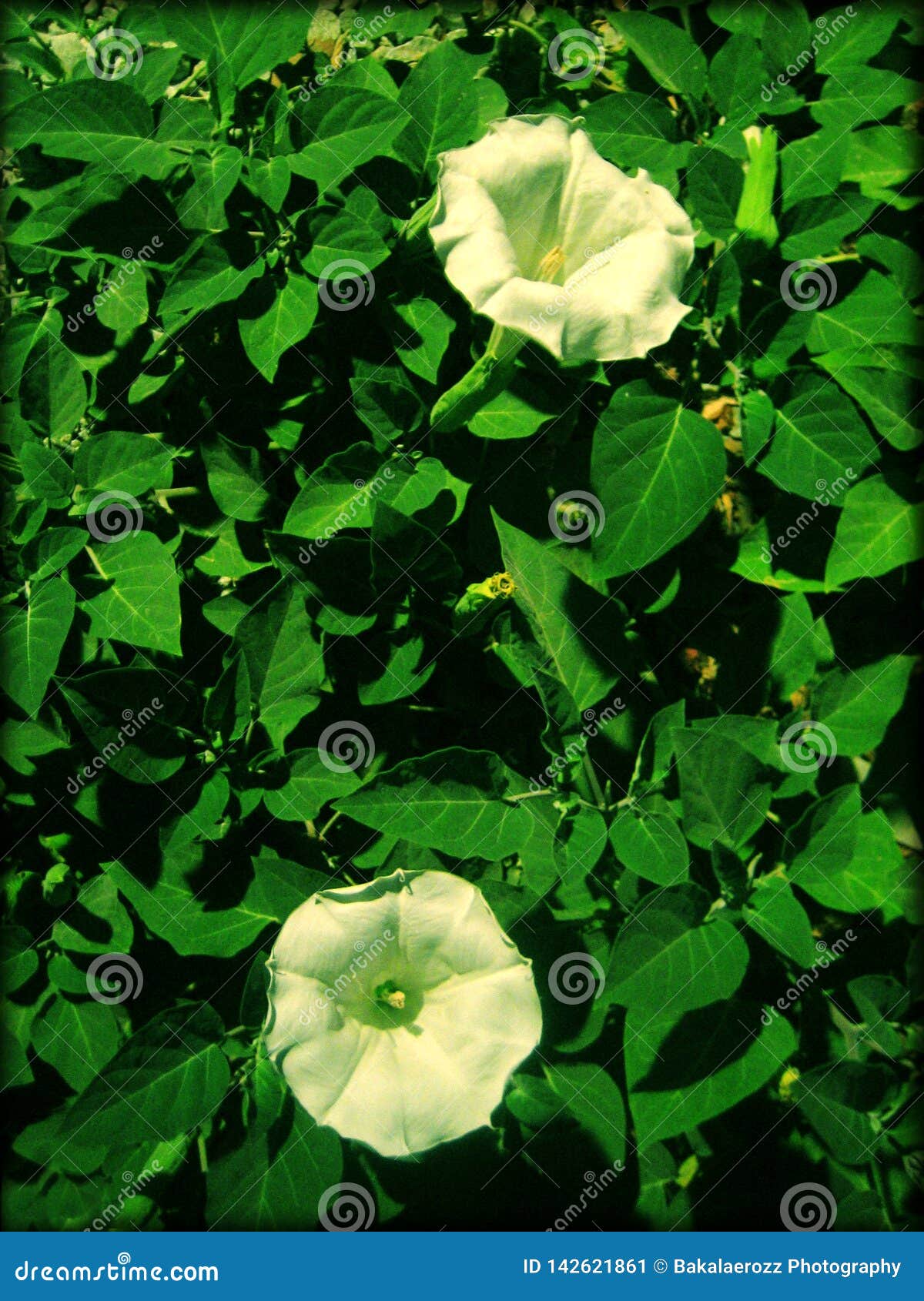 Datura Stamonium Flower Macro Background Wallpaper Fine Art Prints Stock Image Image Of Angel Color