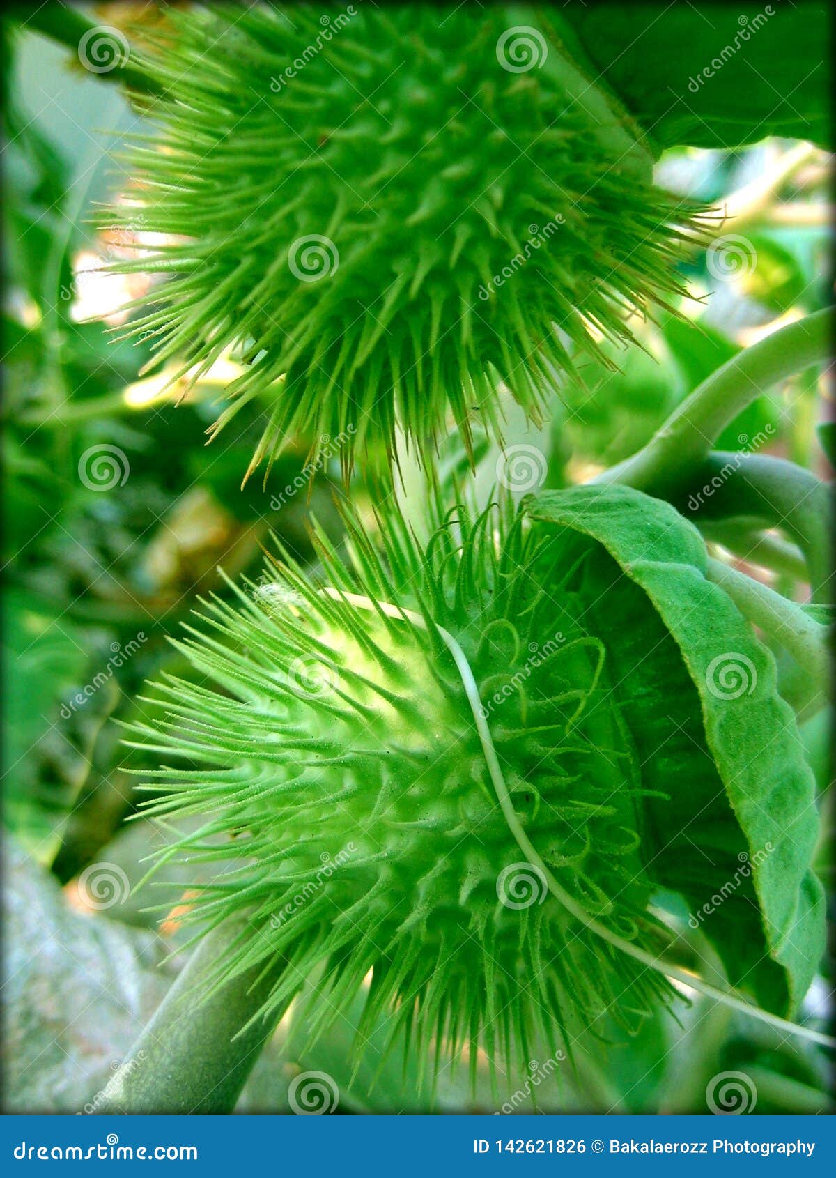 Datura Stamonium Lfruit Macro Background Wallpaper Fine Art Prints Stock Photo Image Of Green Detail