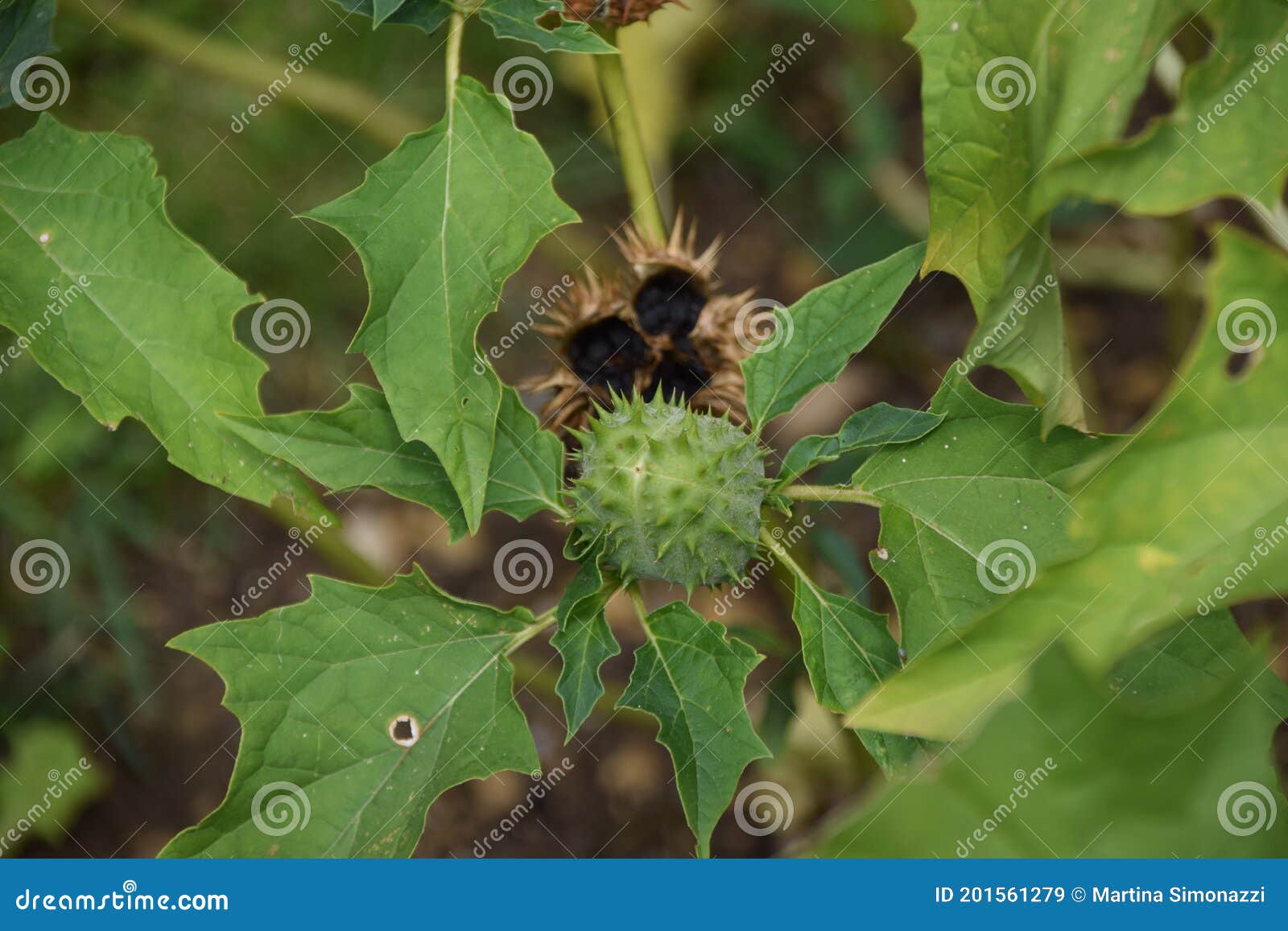 Datura Stramonium Seed Capsule Of Jimsonweed Devil S Snare Hel Stock Image Image Of Capsule Moon Datura Stramonium Seed Capsule Of Jimsonweed Devil S Snare Hel Stock Image Image Of Capsule Moon
