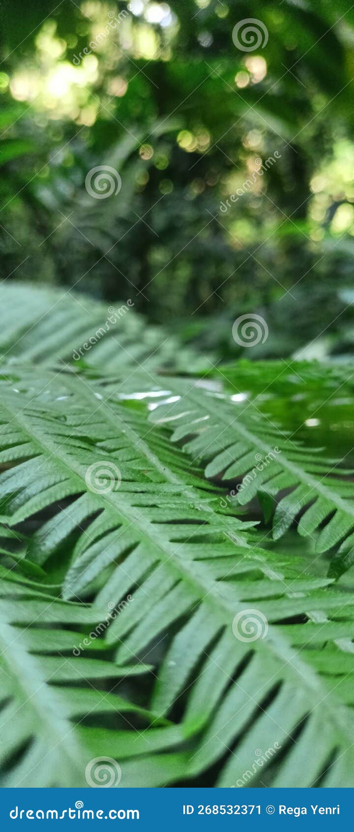  fern leaves, macro photography& x29;