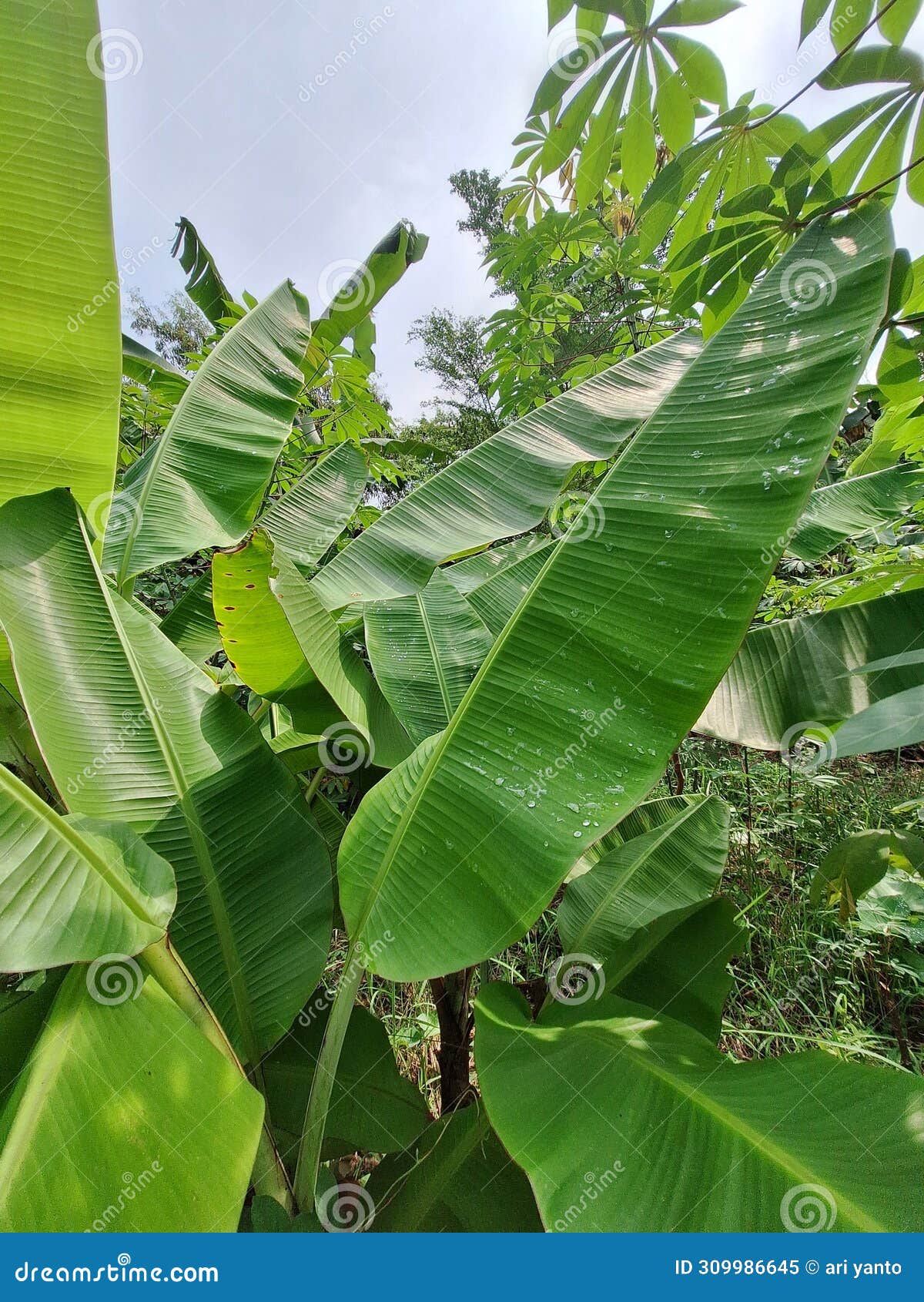 daun pisang