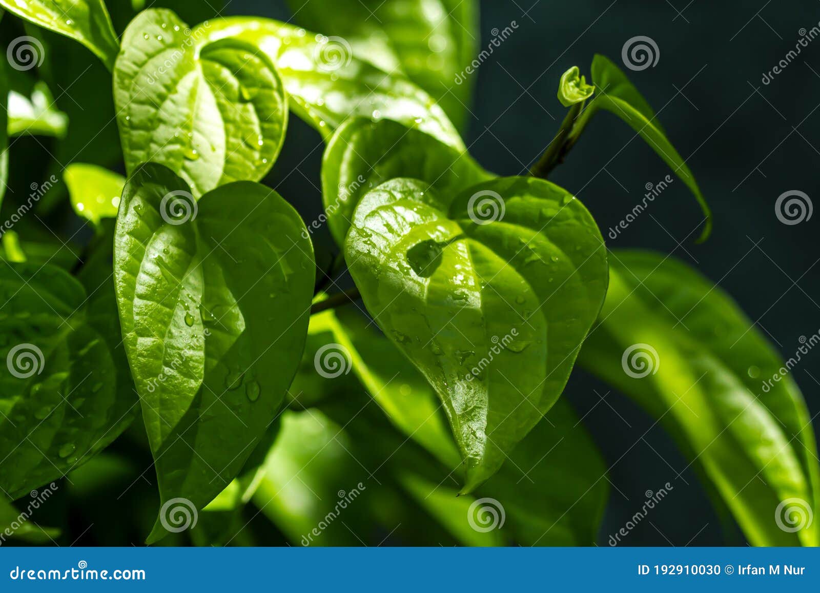 daun sirih piper betle, fresh betel leaves in the garden