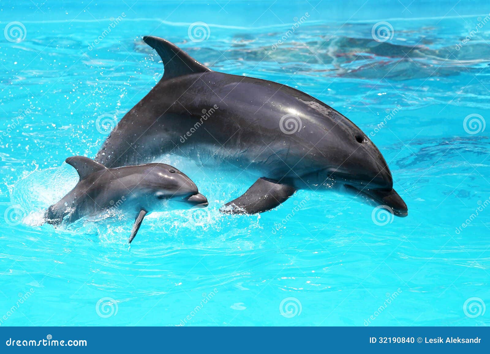 Dauphin Avec Un Bebe Flottant Dans L Eau Photo Stock Image Du Animal Machoires
