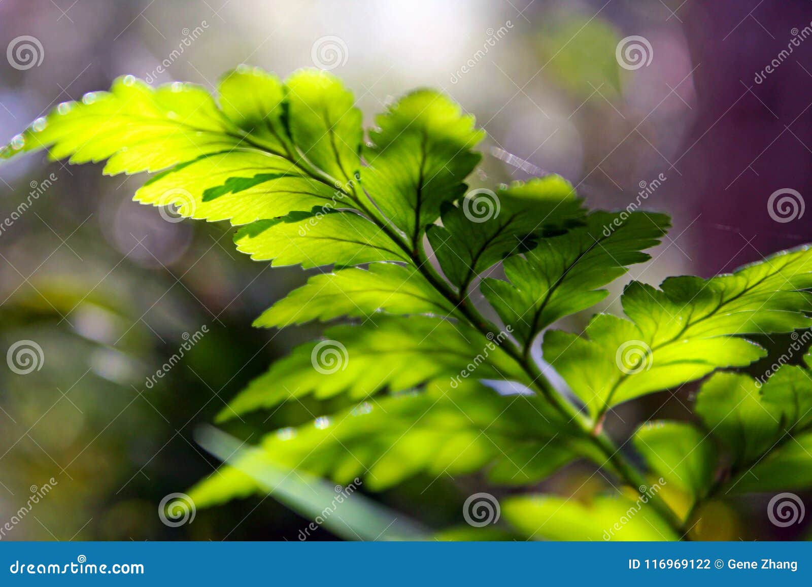 davallia fejeensis, rabbit foot fern