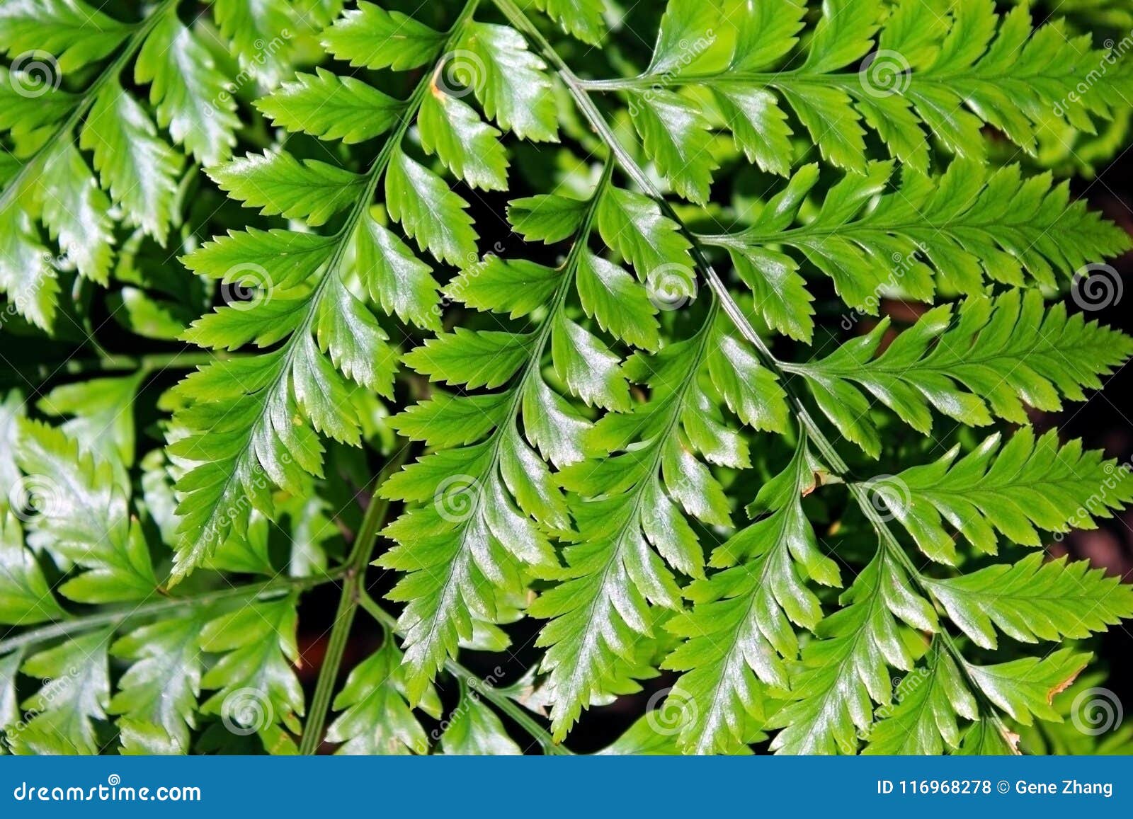 davallia fejeensis, rabbit foot fern