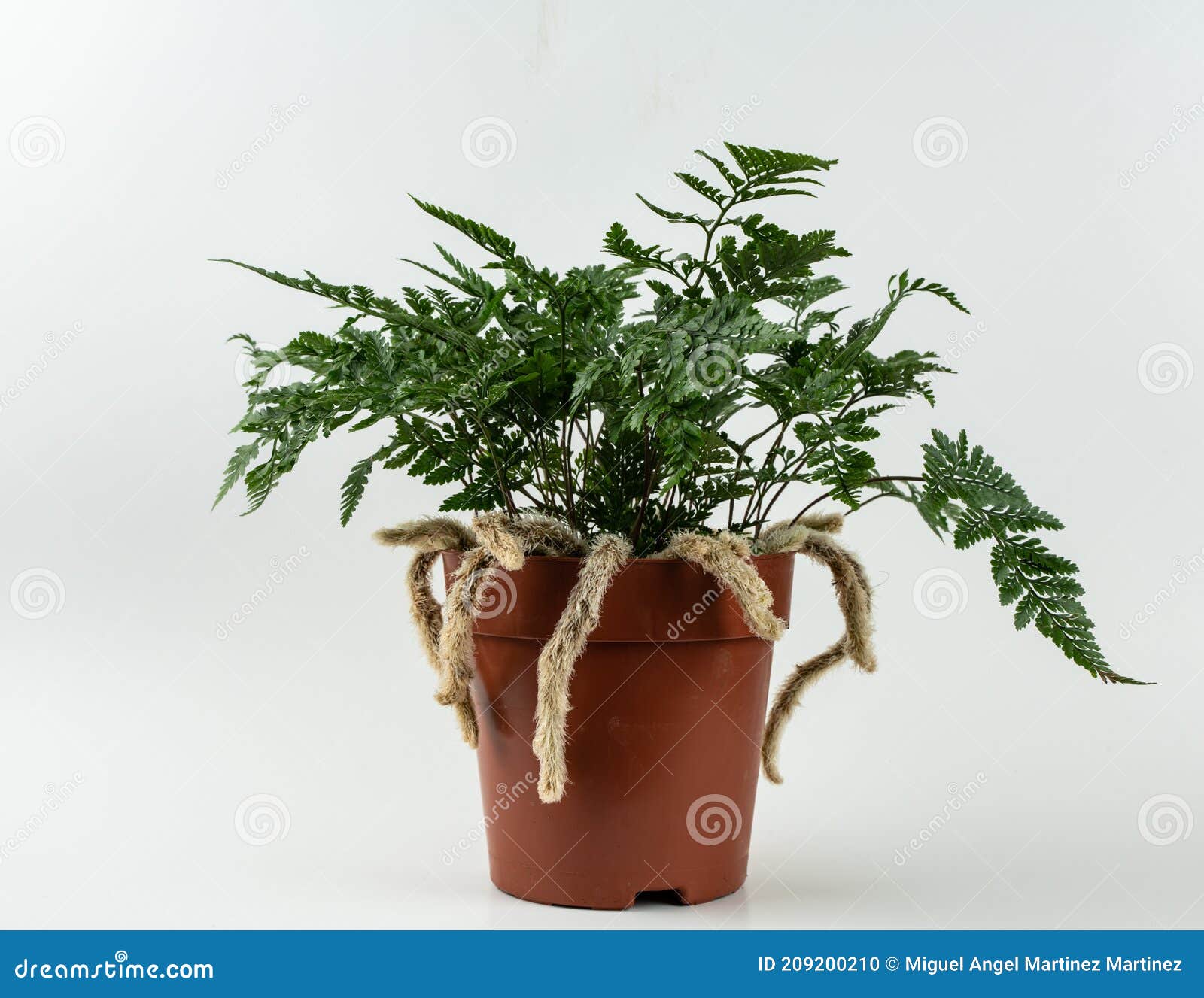 davallia mariesii in brown pot with white background