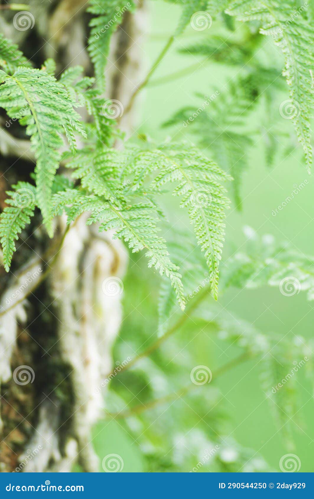 davallia mariesii, squirrel's foot fern in nature, green, forest