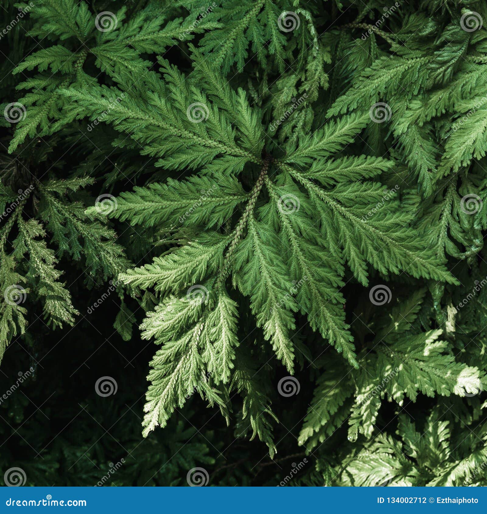 davallia solida fern or deersfoot fern, green fern plant in tropical garden.