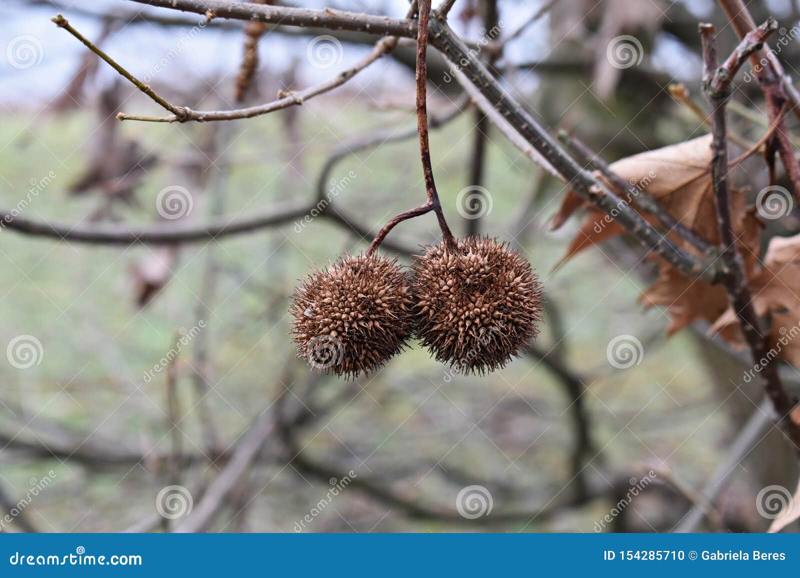 bare branch with fruit of davidia involucrata vilmoriniana, the dove tree.