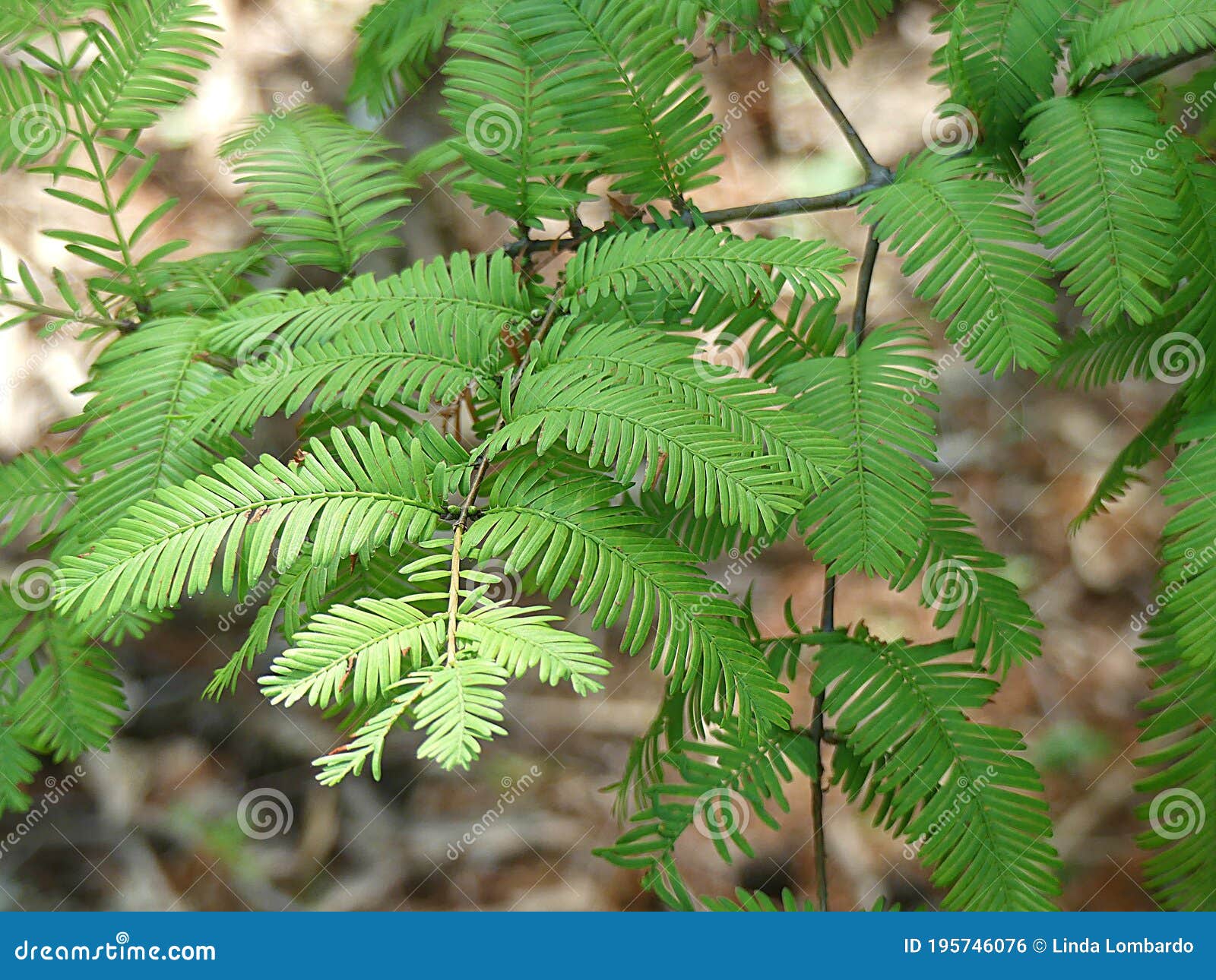 Dawn Redwood Tree Detail Of Needles Leaves Stock Photo Image Of Close Fall