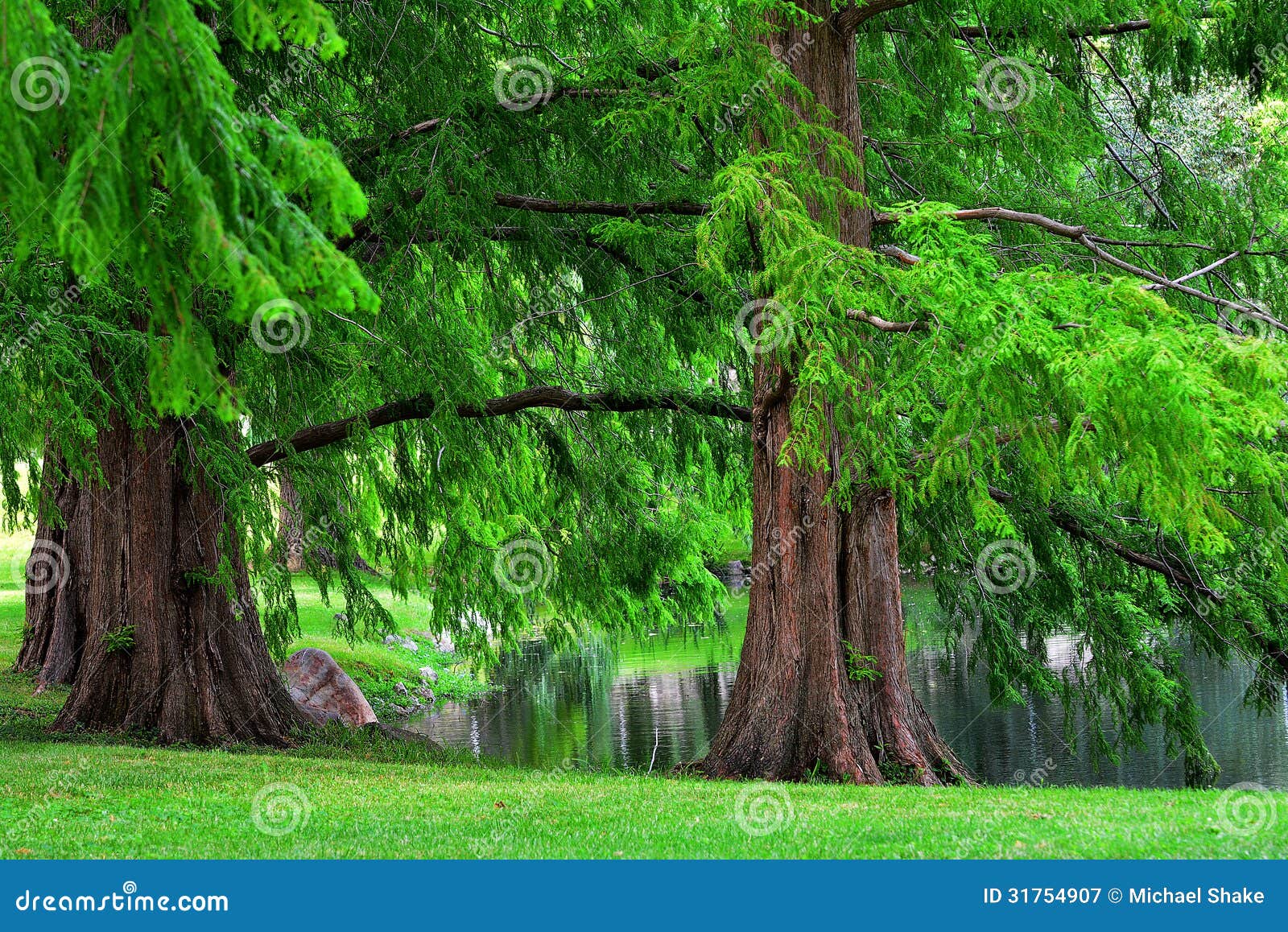 dawn redwood trees
