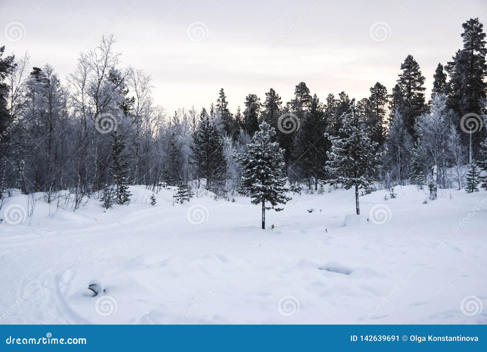 Dawn In A Snowy Forest Tundra Trees In The Snow Frost Nobody Landscape