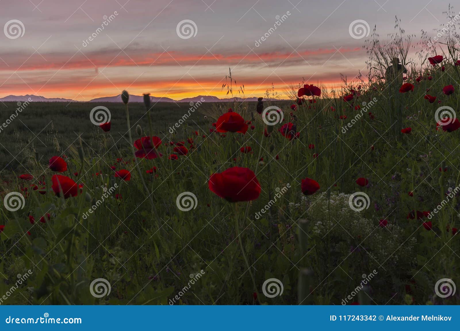 dawn of the sun on the poppy field