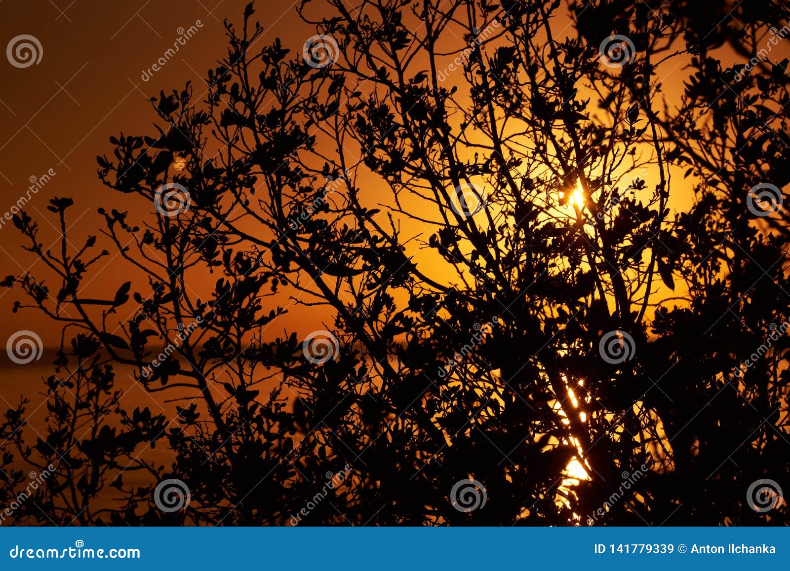Dawn Sunset Sun through Tree Branches Black Contour of Branche Stock