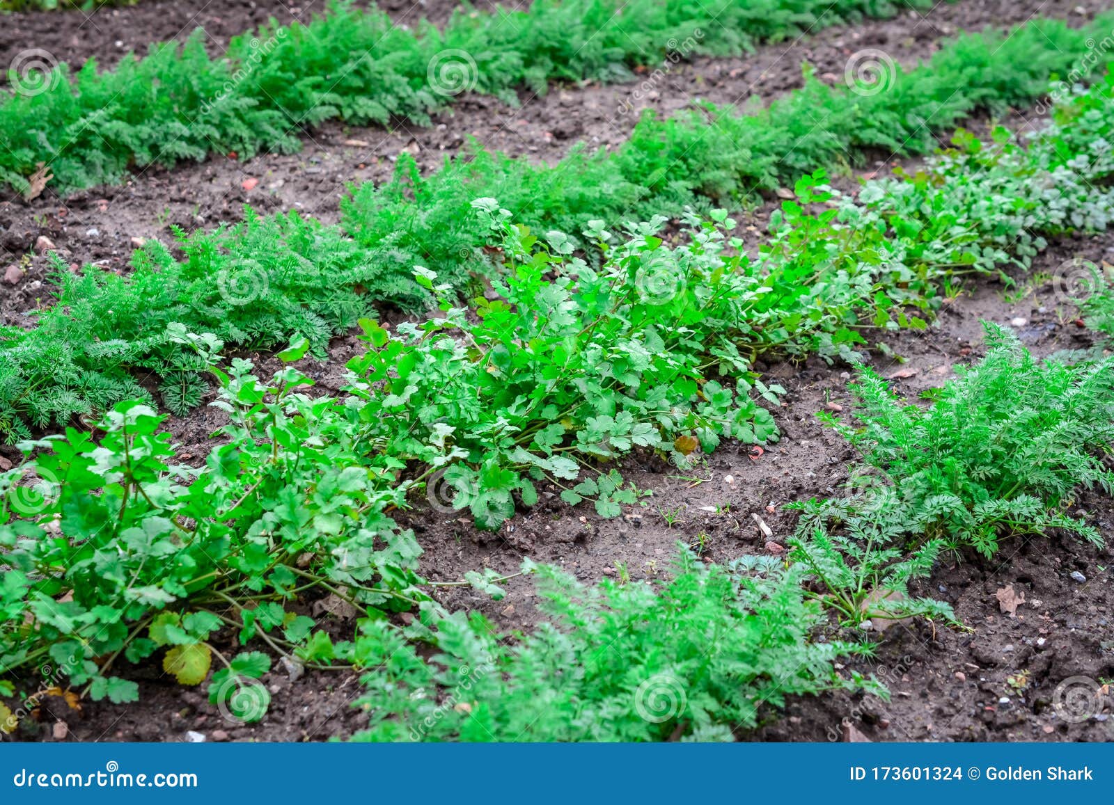 carrots and parsley plant growing in garden