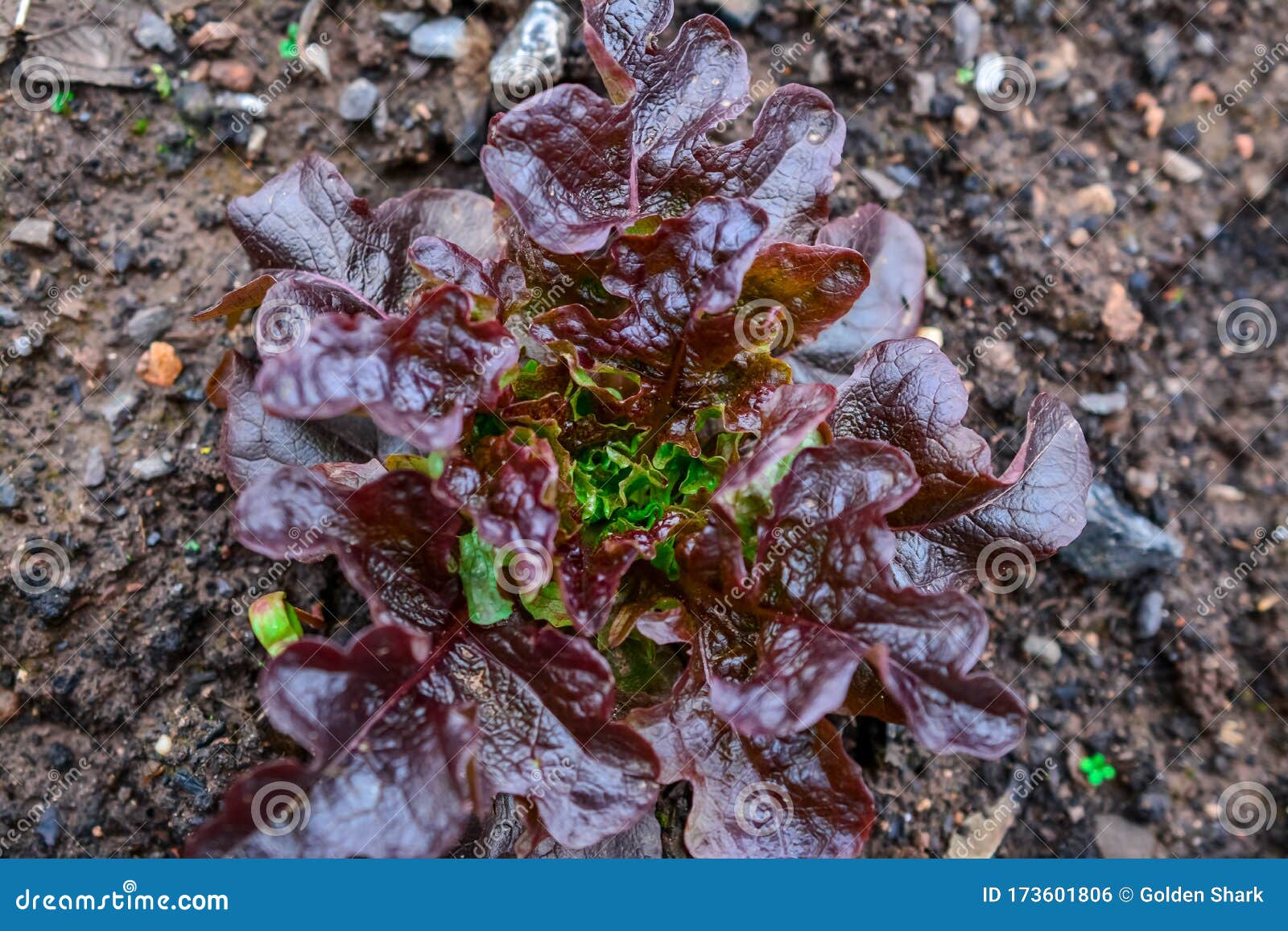 lettuce plant growing in garden