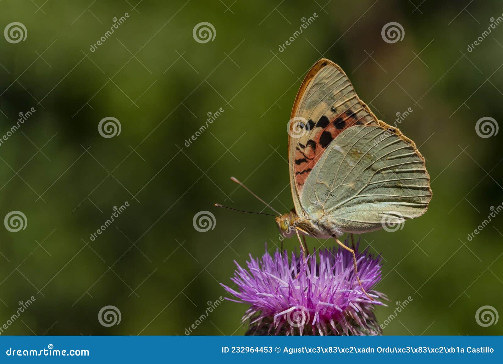day butterfly perched on flower, argynnis aglaja