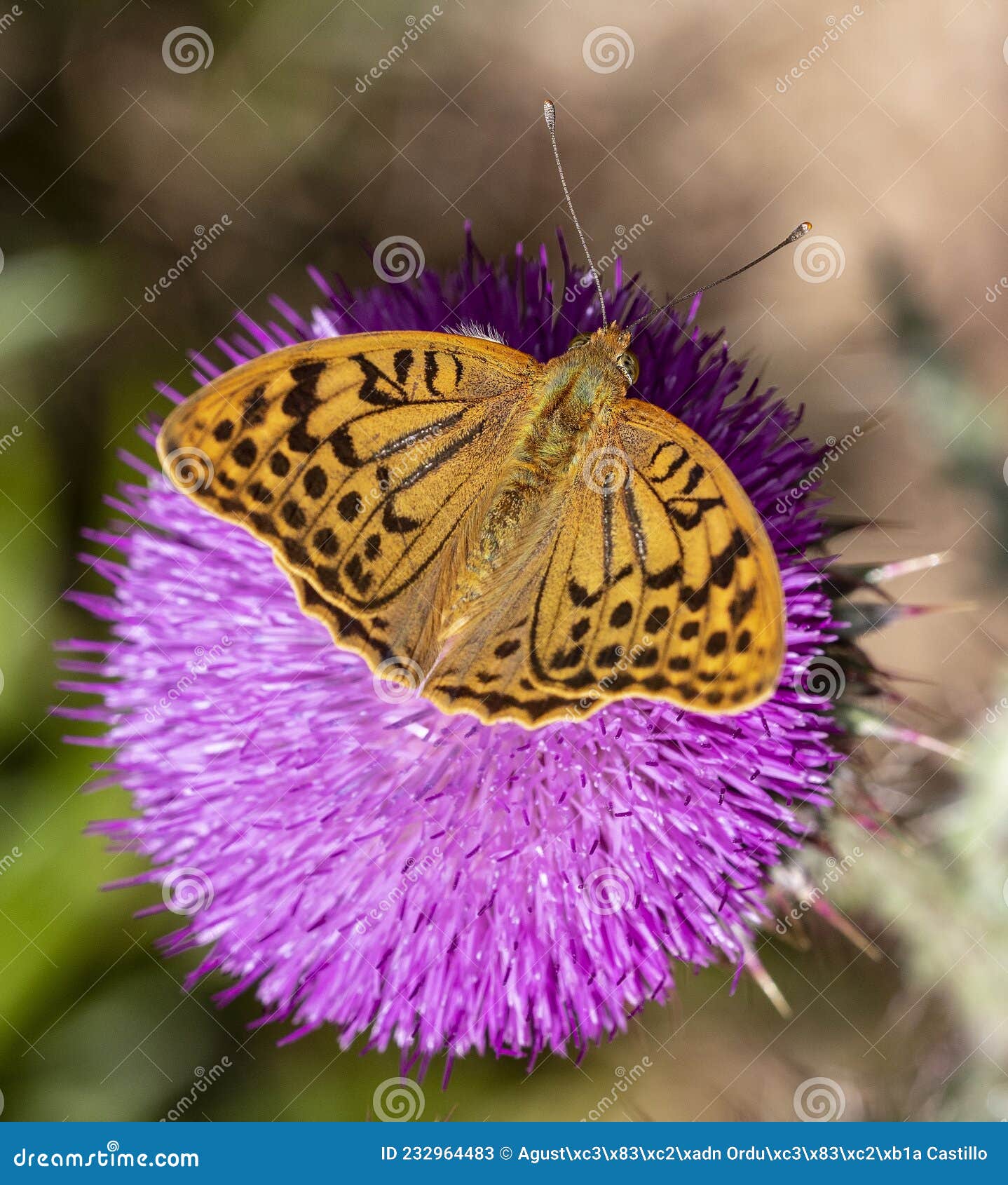 day butterfly perched on flower, argynnis pandora.