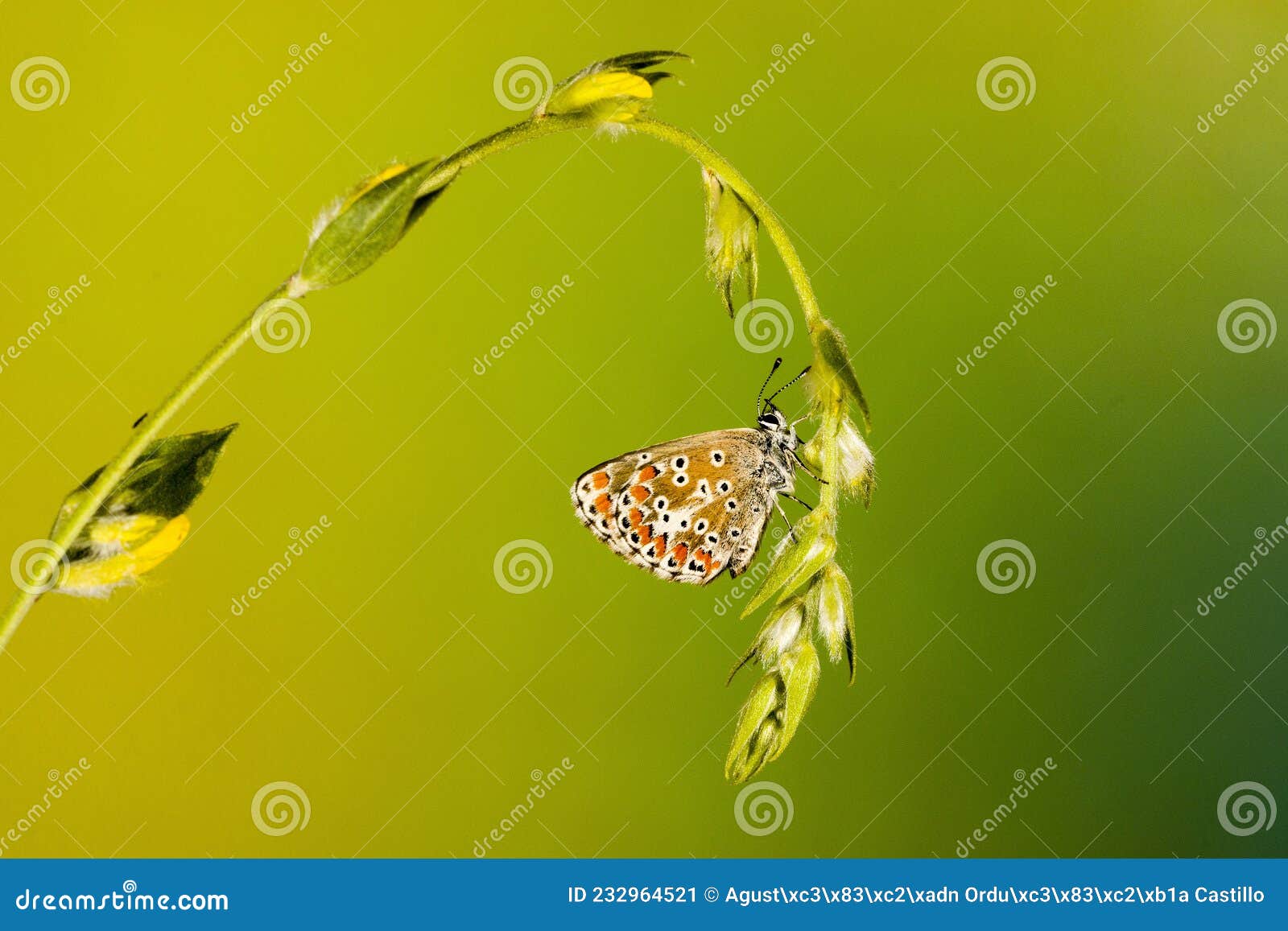 day butterfly perched on flower, aricia cramera.