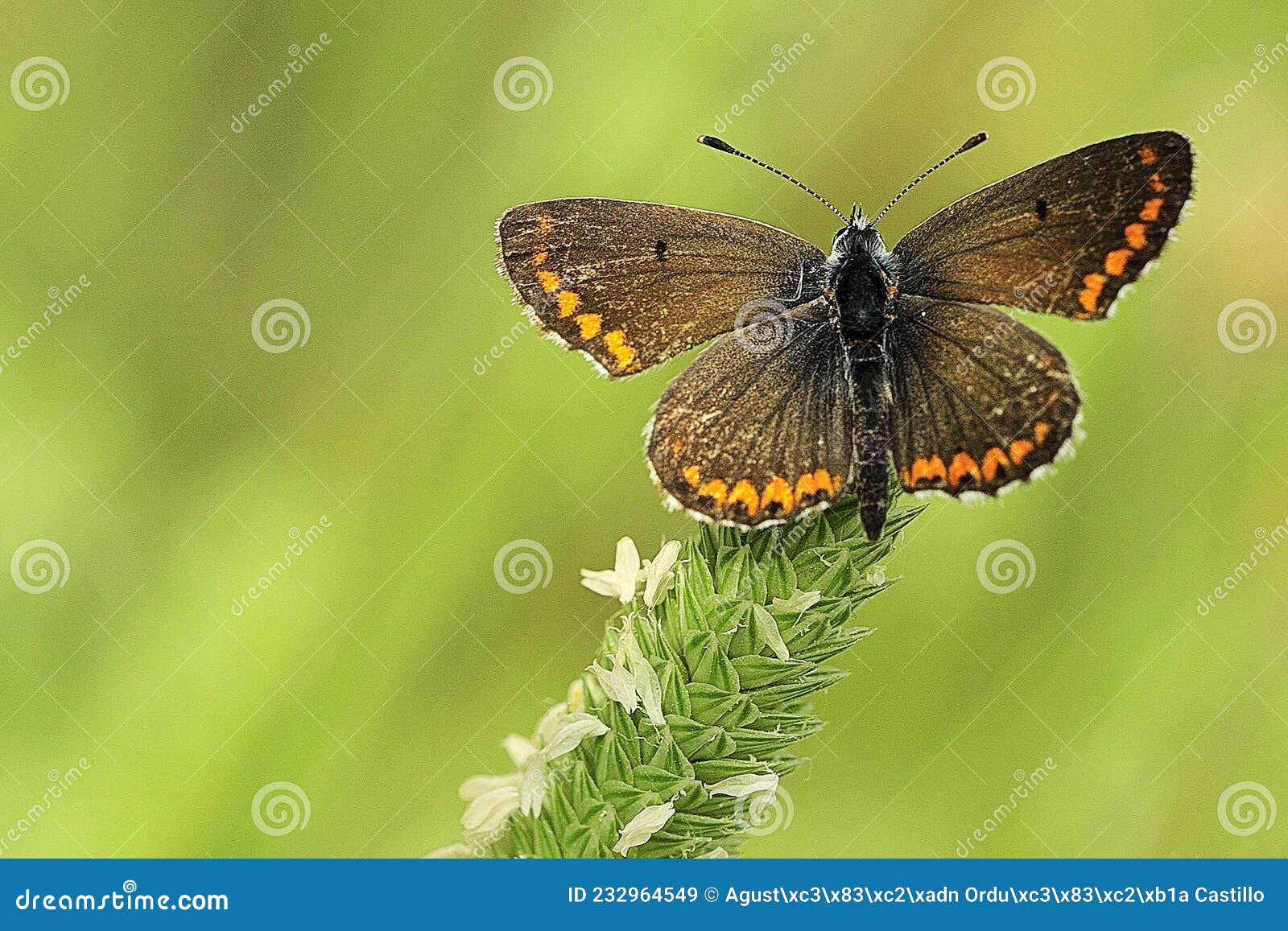 day butterfly perched on flower, aricia montensis