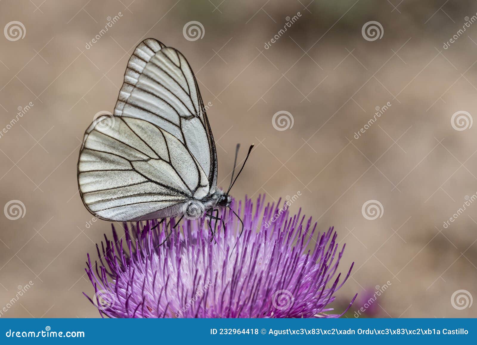 day butterfly perched on flower, aporia crataegi.