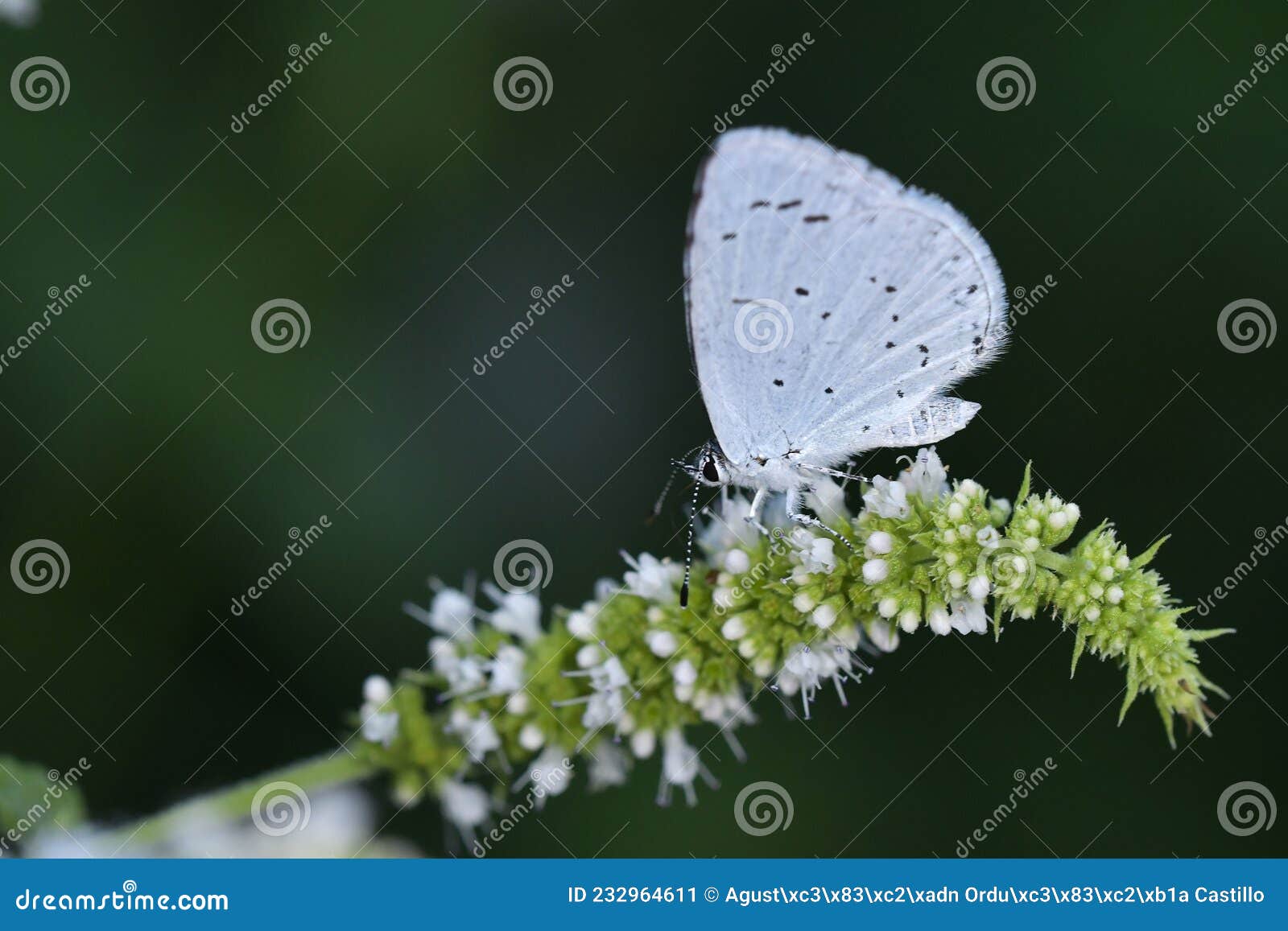 day butterfly perched on flower, celastrina argiolus.
