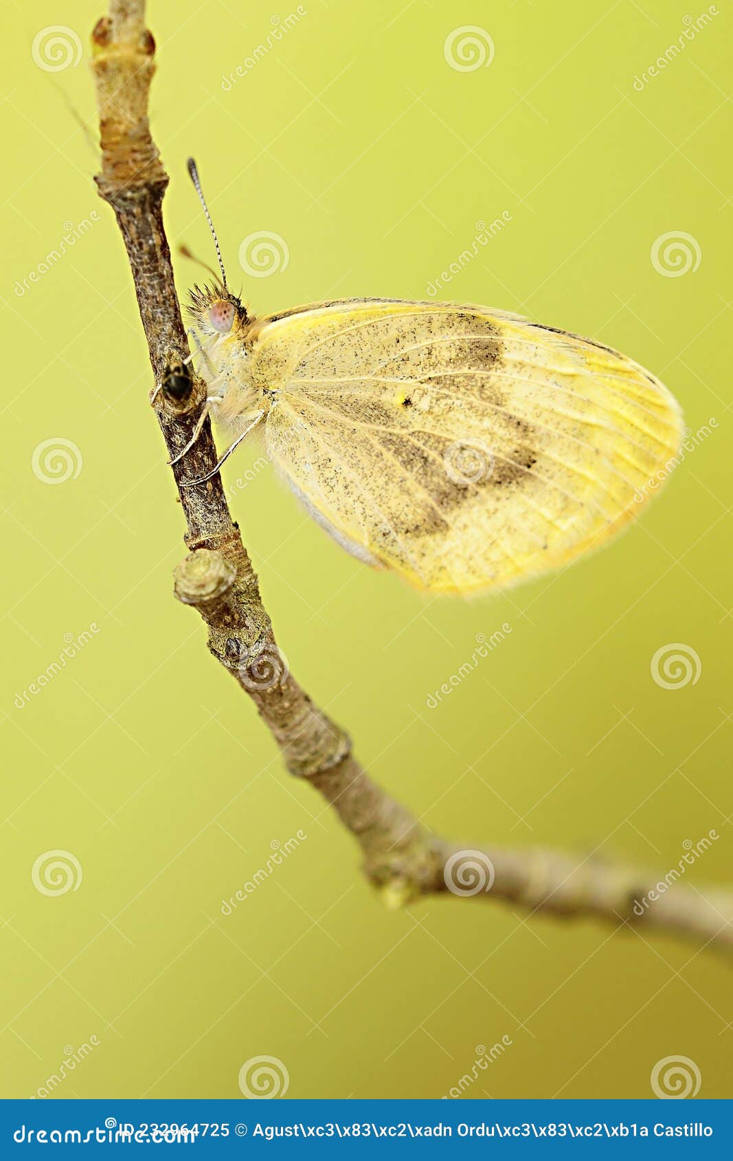 day butterfly perched on flower, colotis evagore