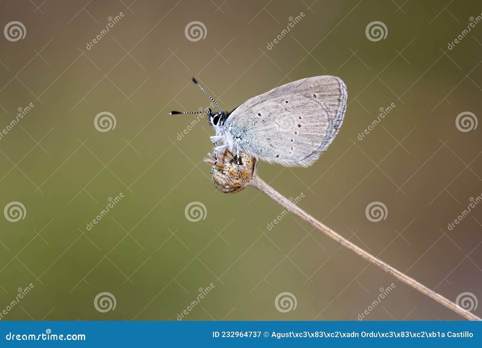 day butterfly perched on flower, cupido lorquinii