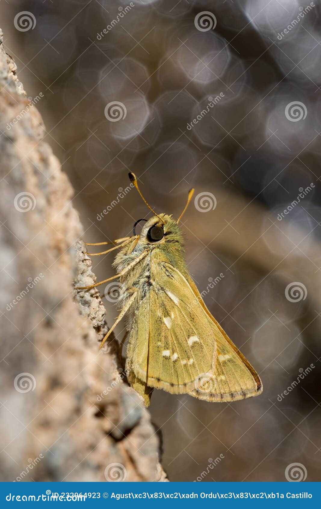 day butterfly perched on flower, hesperia comma.