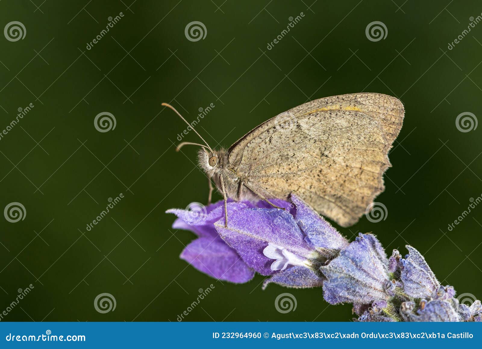 day butterfly perched on flower, hyponephele lycaon