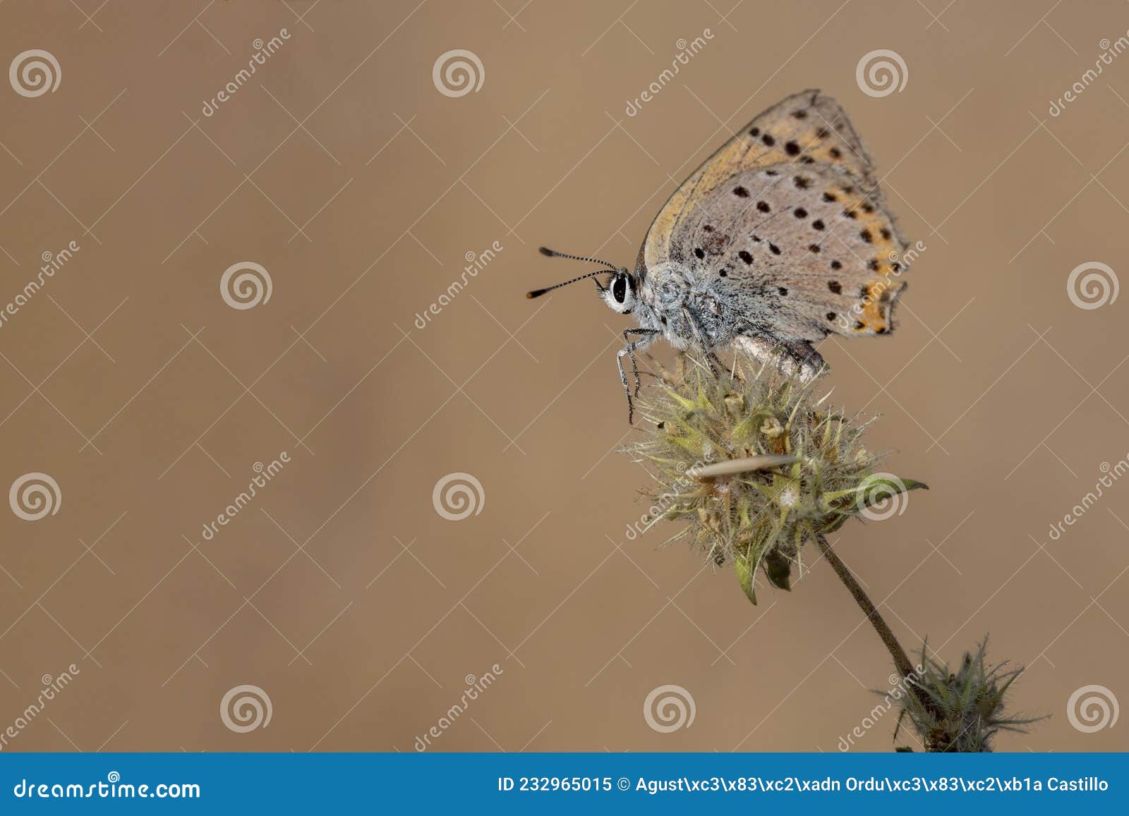 day butterfly perched on flower, lycaena alciphron,