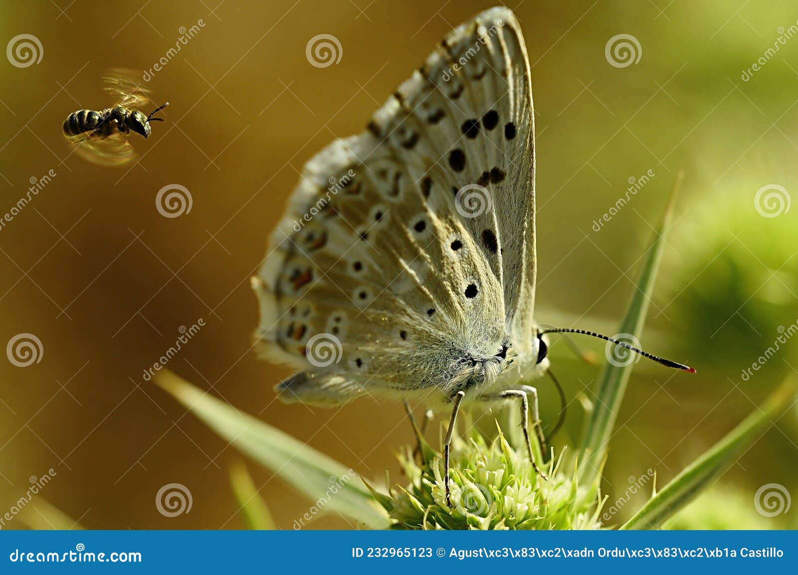 day butterfly perched on flower, lysandra albicans